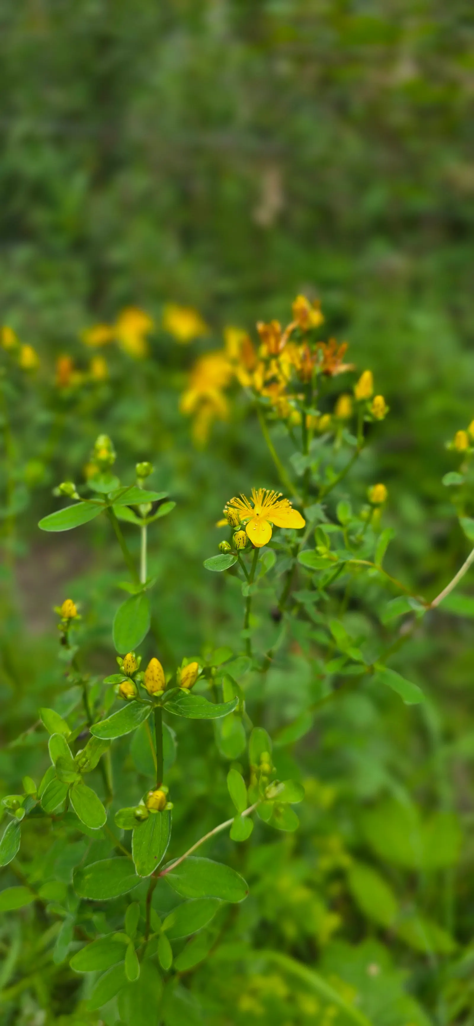 St. John's Wort (Hypericum 'Hidcote') — John's Wort 'Hidcote' (Hypericum 'Hidcote') is a versatile shrub known for its abundant; it matures to 3-4, image 53