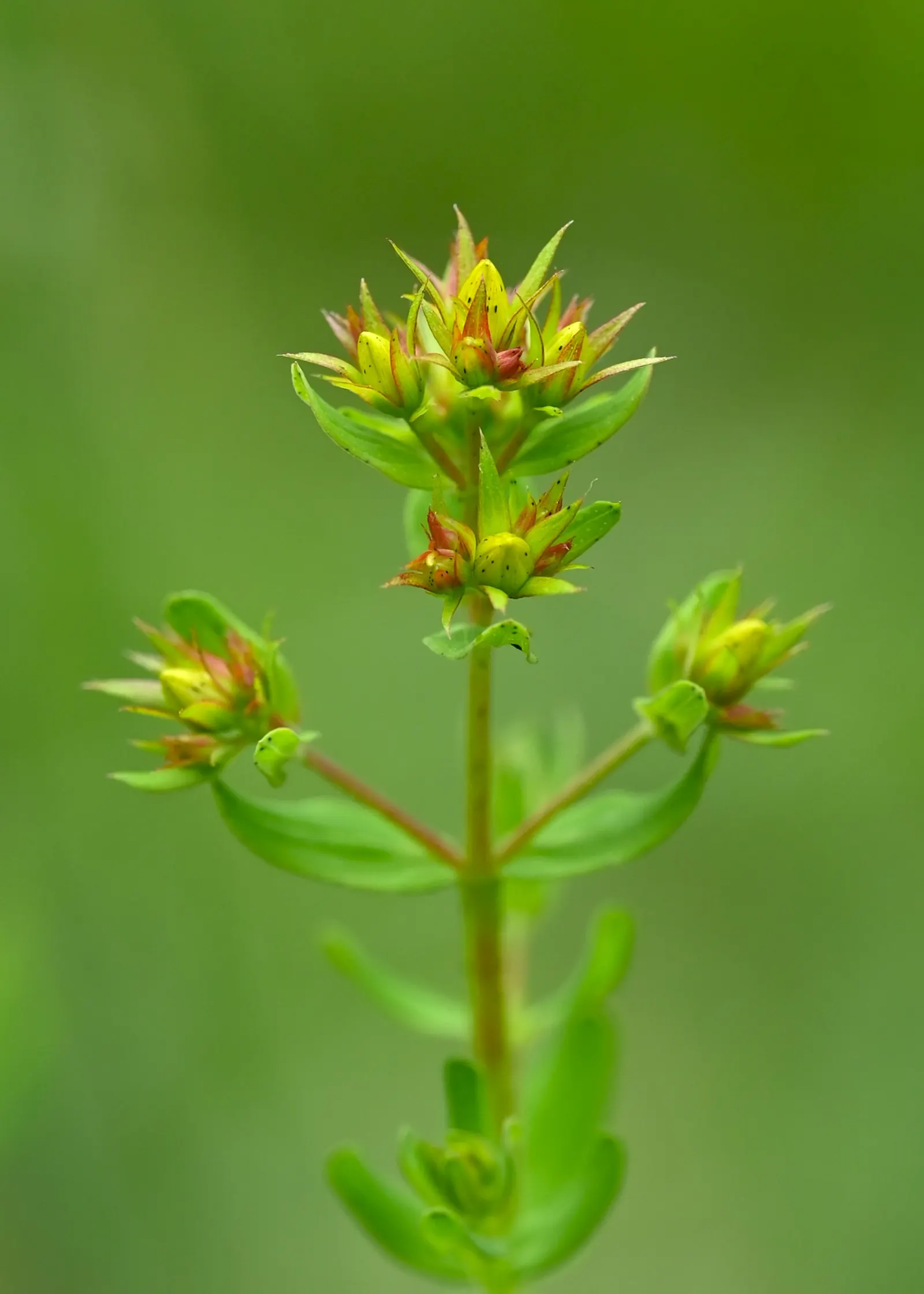 St. John's Wort (Hypericum 'Hidcote') — Hypericum 'Hidcote', commonly referred to as St; making it a suitable choice for a mid-sized border, image 84