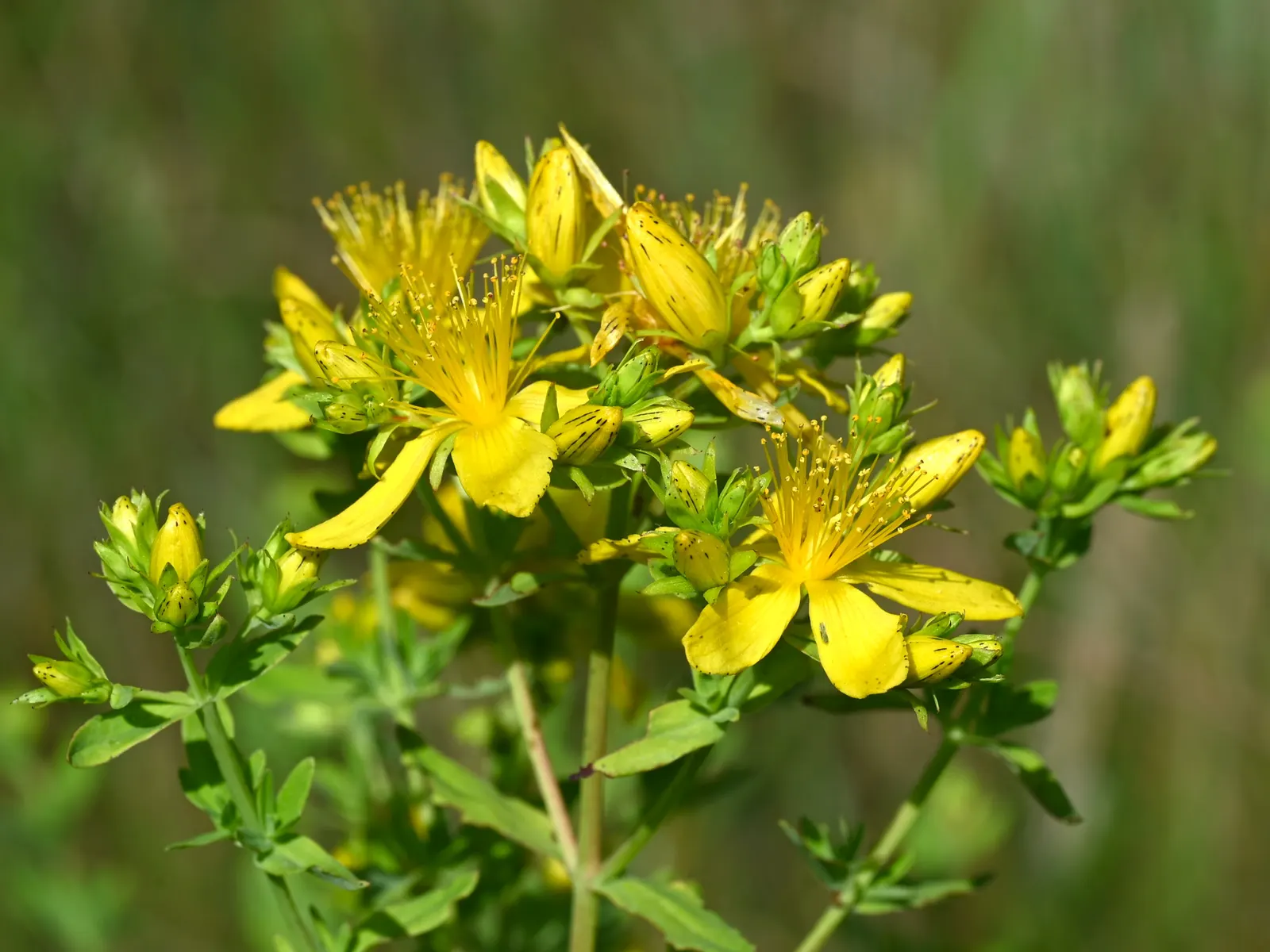 St. John's Wort (Hypericum 'Hidcote') — Benefits from deadheading to promote continuous blooms from midsummer to early fall; hypericum 'Hidcote', image 109