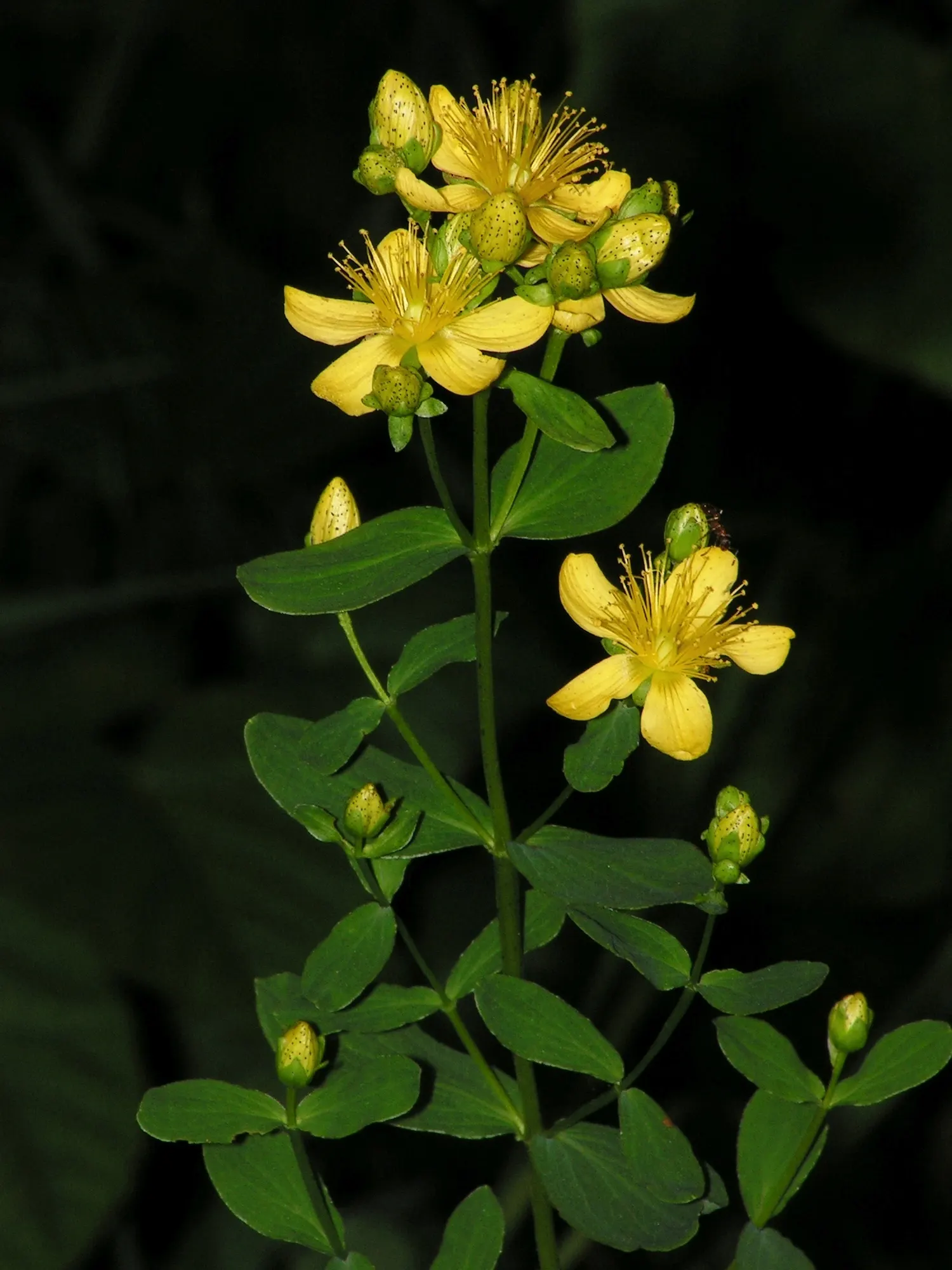 St. John's Wort (Hypericum 'Hidcote') — making it a low-maintenance option for the garden; bright yellow flowers and dark green foliage, image 75