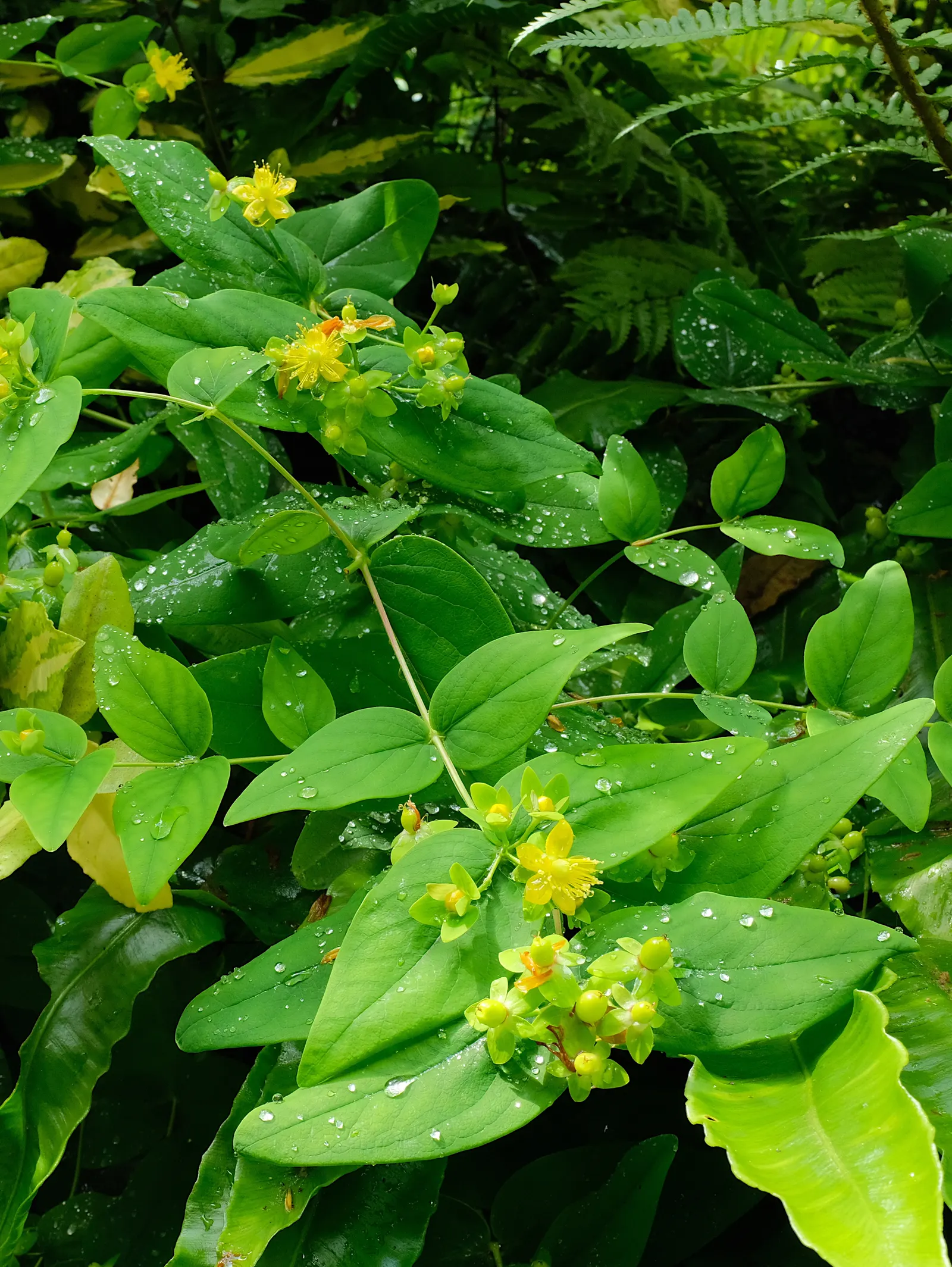 St. John's Wort (Hypericum 'Hidcote') — Ideal for borders or foundation plantings, this low-maintenance perennial thrives in full sun to part shade; which can