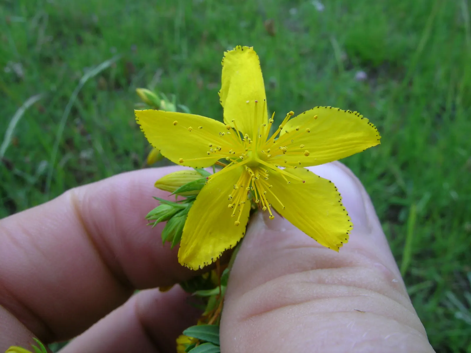 St. John's Wort (Hypericum 'Hidcote') — approximately 3 inches across; john's Wort 'Hidcote' (Hypericum 'Hidcote') is a versatile shrub known for, image 86