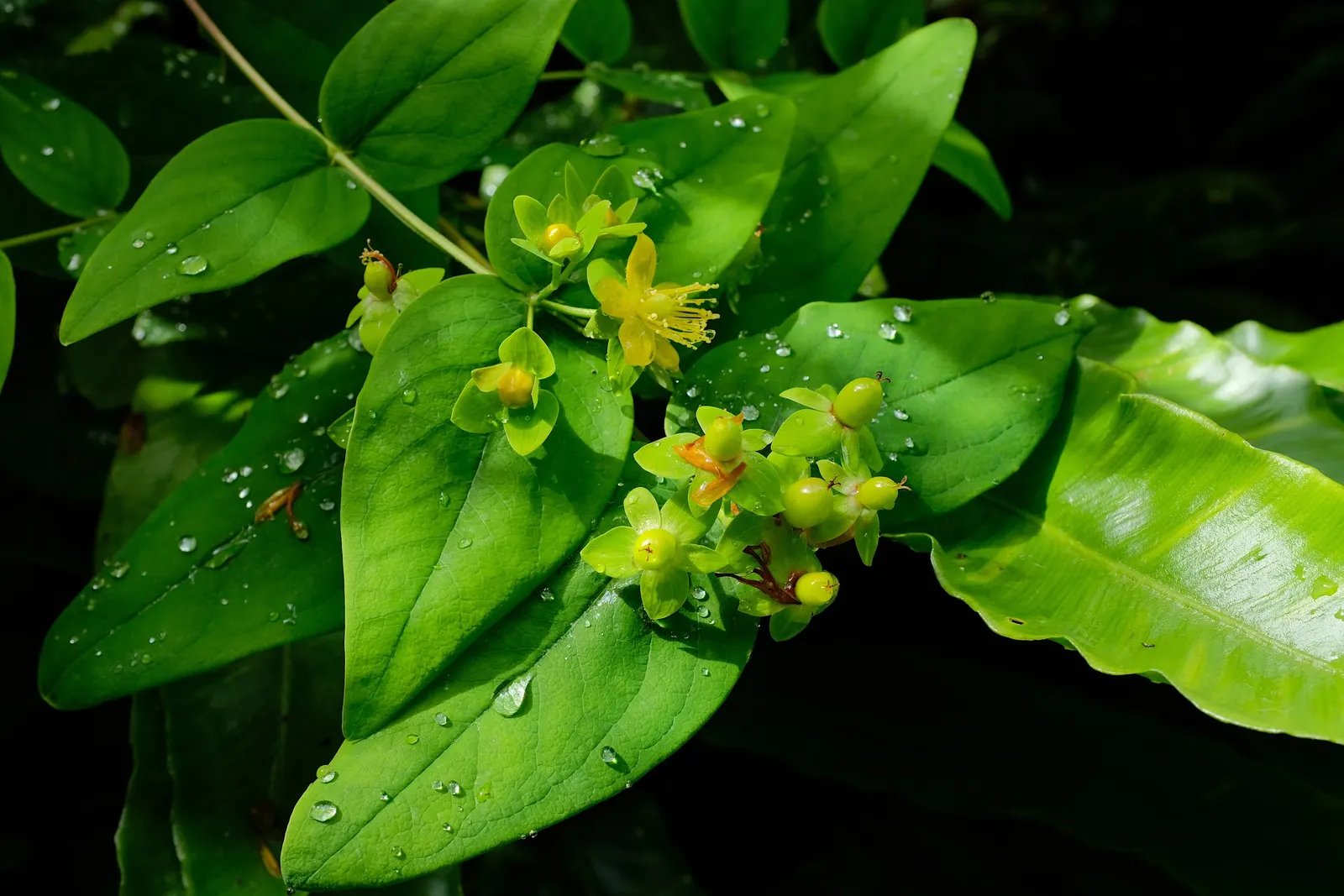 St. John's Wort (Hypericum 'Hidcote') — It matures to 3-4 feet in height and spread, with a rounded habit; shrub with yellow blooms, image 82