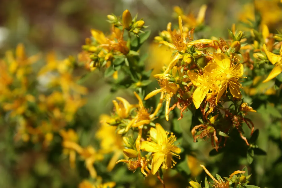 St. John's Wort (Hypericum 'Hidcote') — pruning should be done annually by removing dead or overgrown branches in early spring; is a versatile and, image 98