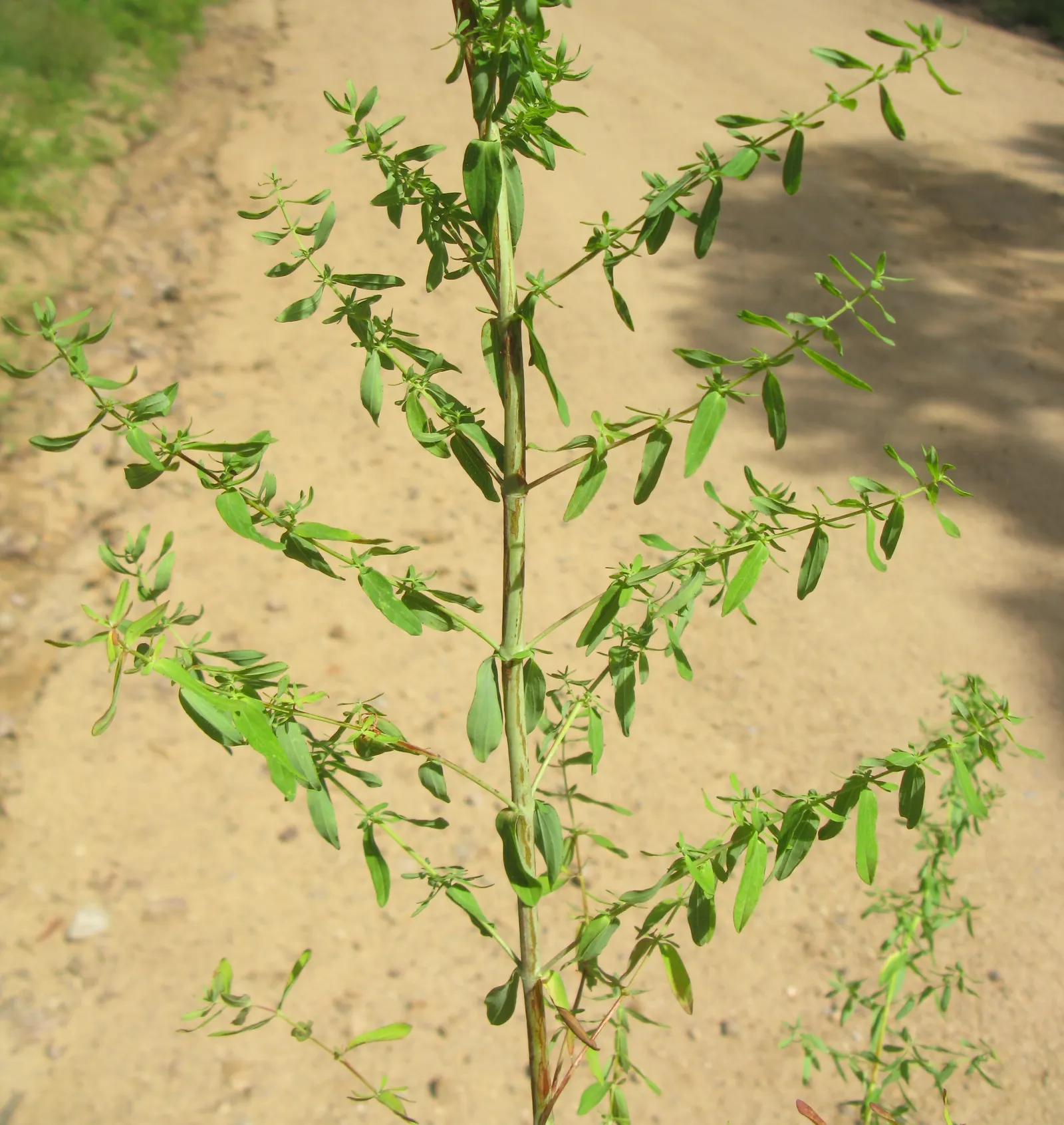 St. John's Wort (Hypericum 'Hidcote') — which can be an engaging topic for the client interested in the historical uses of their garden plants; to, image 96