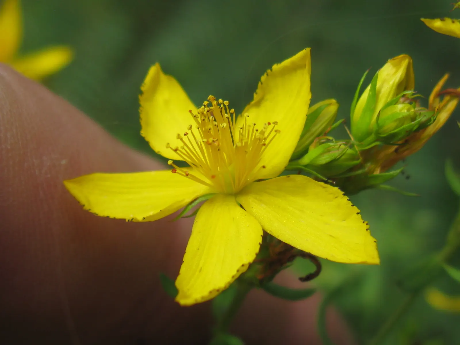 St. John's Wort (Hypericum 'Hidcote') — John's Wort 'Hidcote' (Hypericum 'Hidcote') is a versatile shrub known for its abundant
