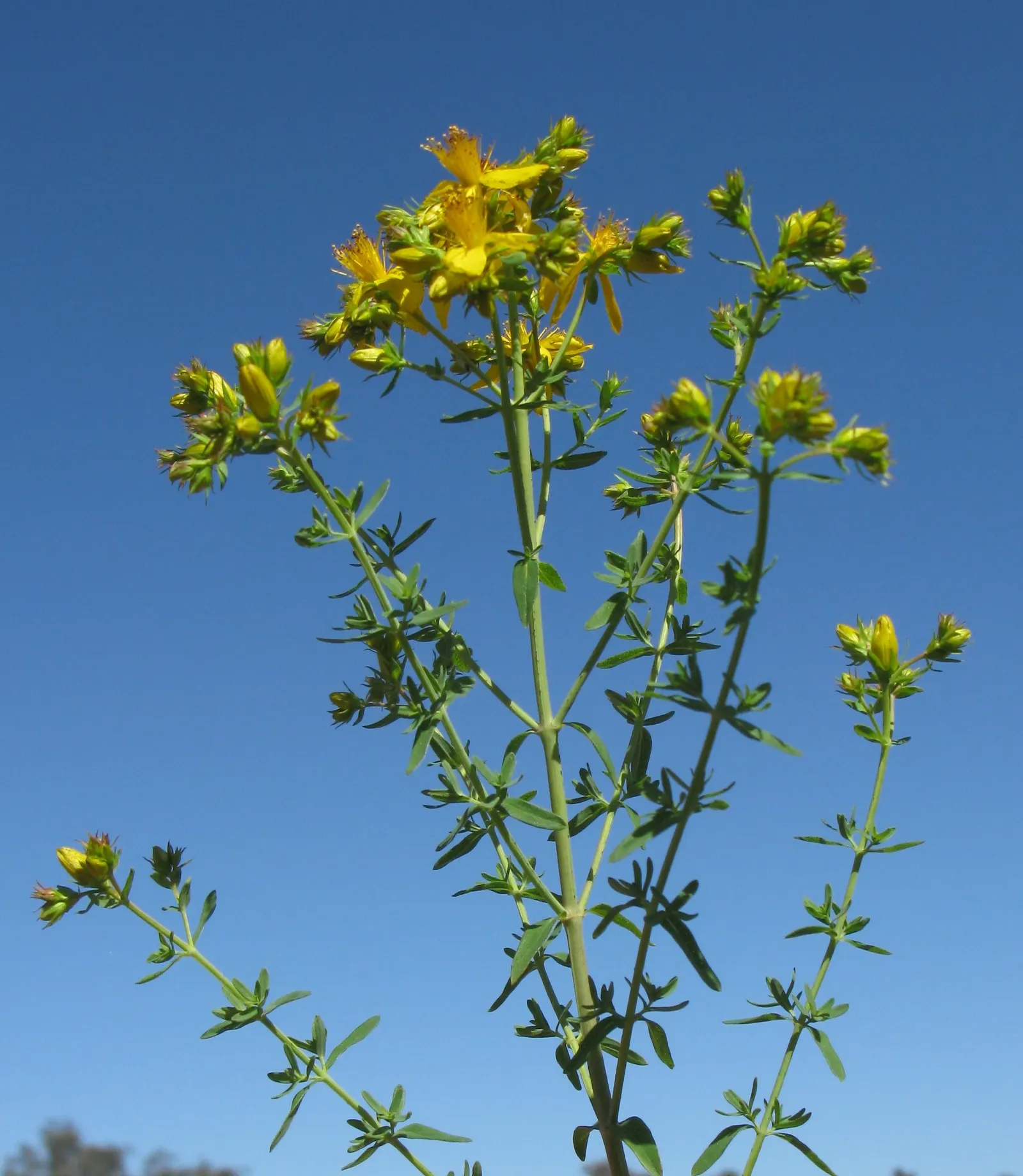 St. John's Wort (Hypericum 'Hidcote') — approximately 3 inches across