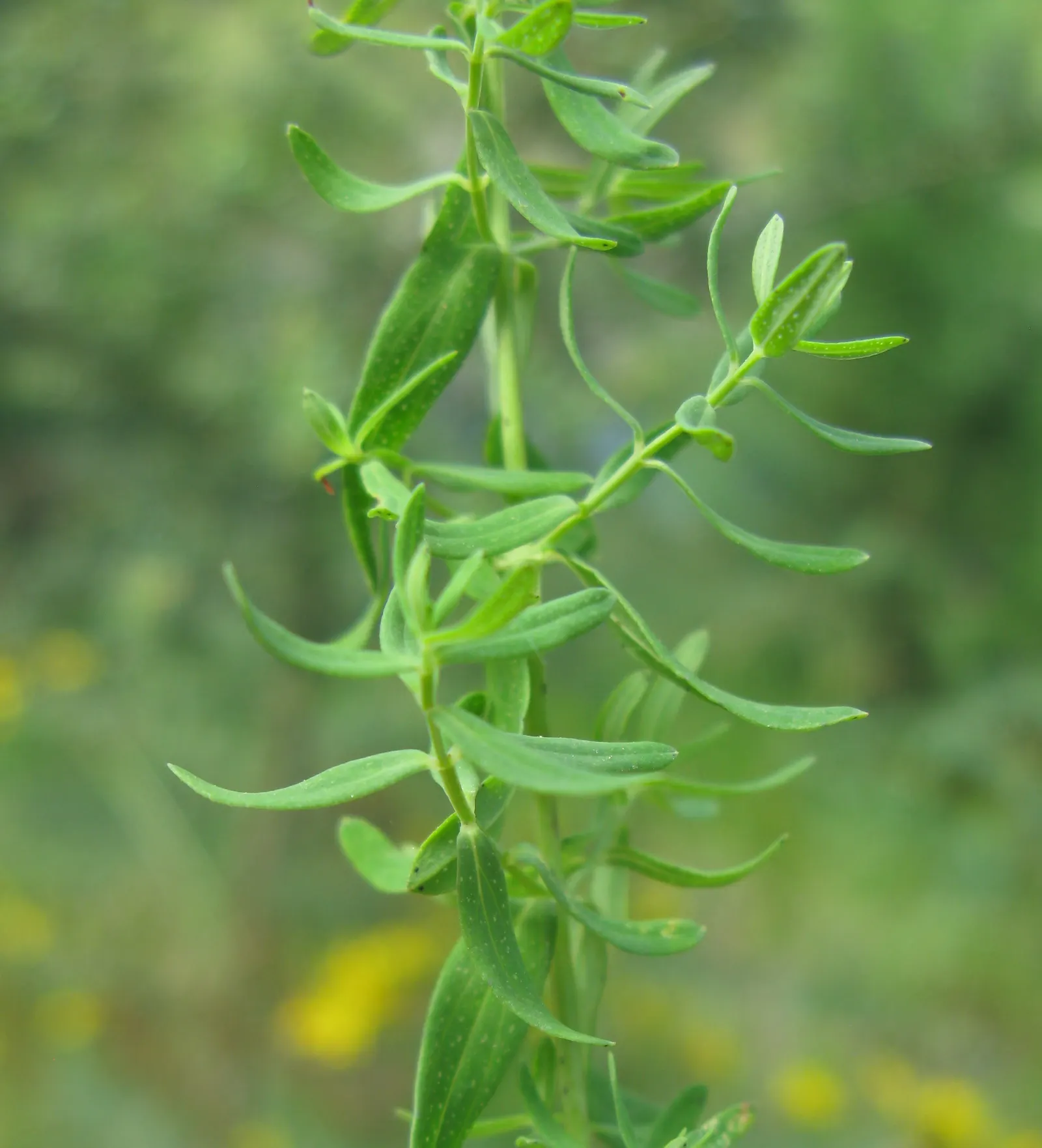 St. John's Wort (Hypericum 'Hidcote') — are composed of a profusion of stamens; approximately 3 inches across