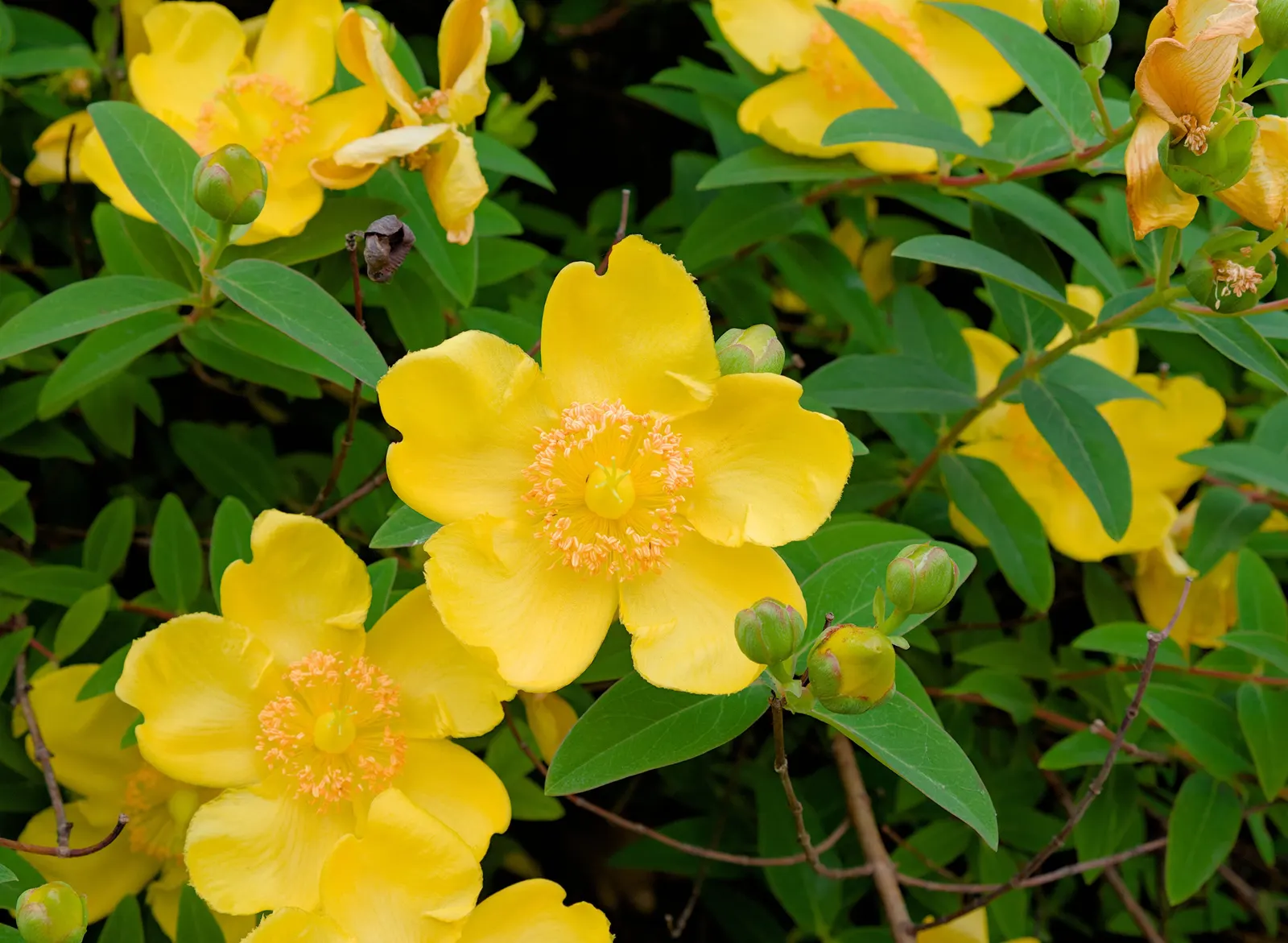 St. John's Wort (Hypericum 'Hidcote') — Hypericum 'Hidcote', commonly referred to as St