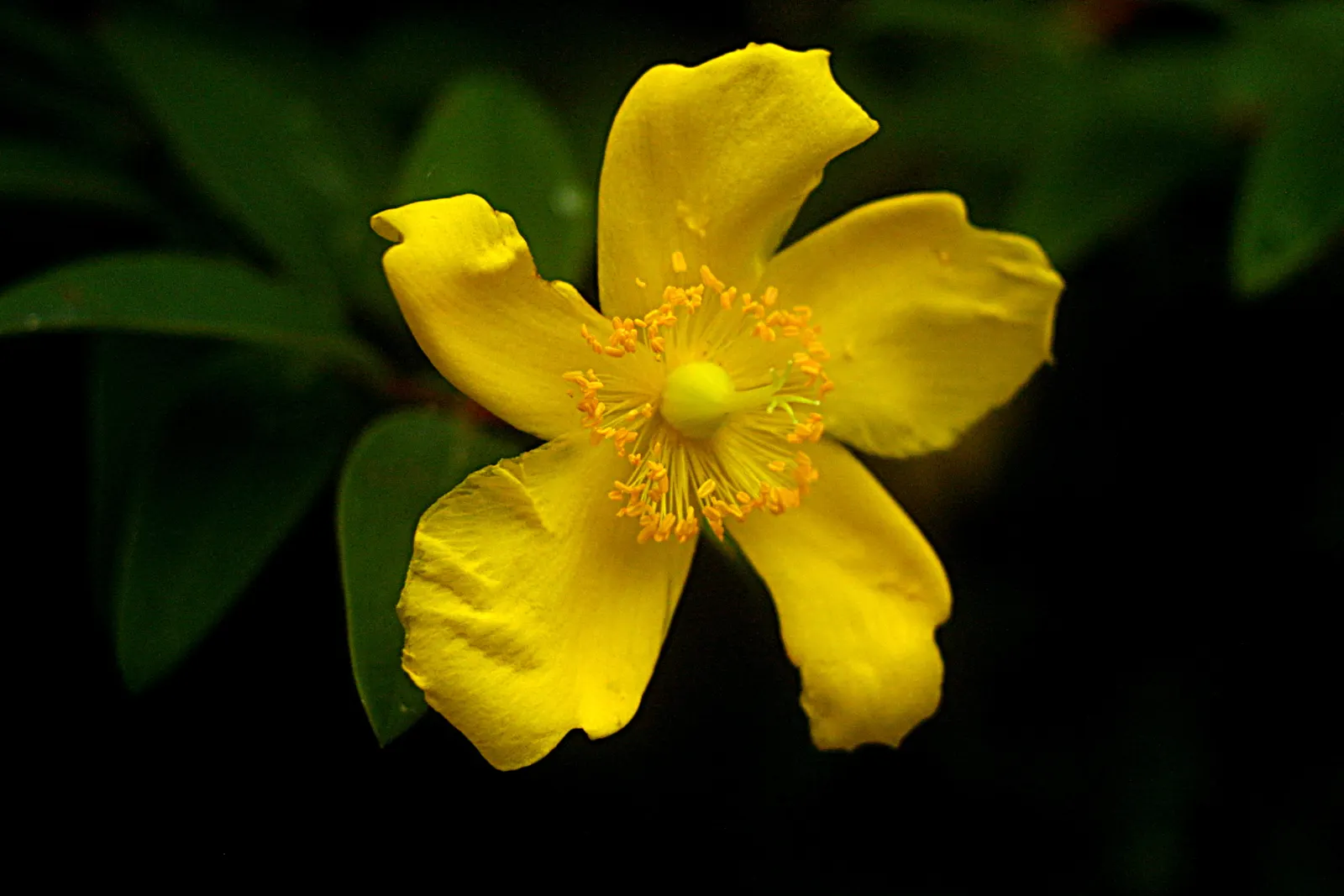 St. John's Wort (Hypericum 'Hidcote') — bright yellow flowers and dark green foliage; set against a backdrop of dense, image 80