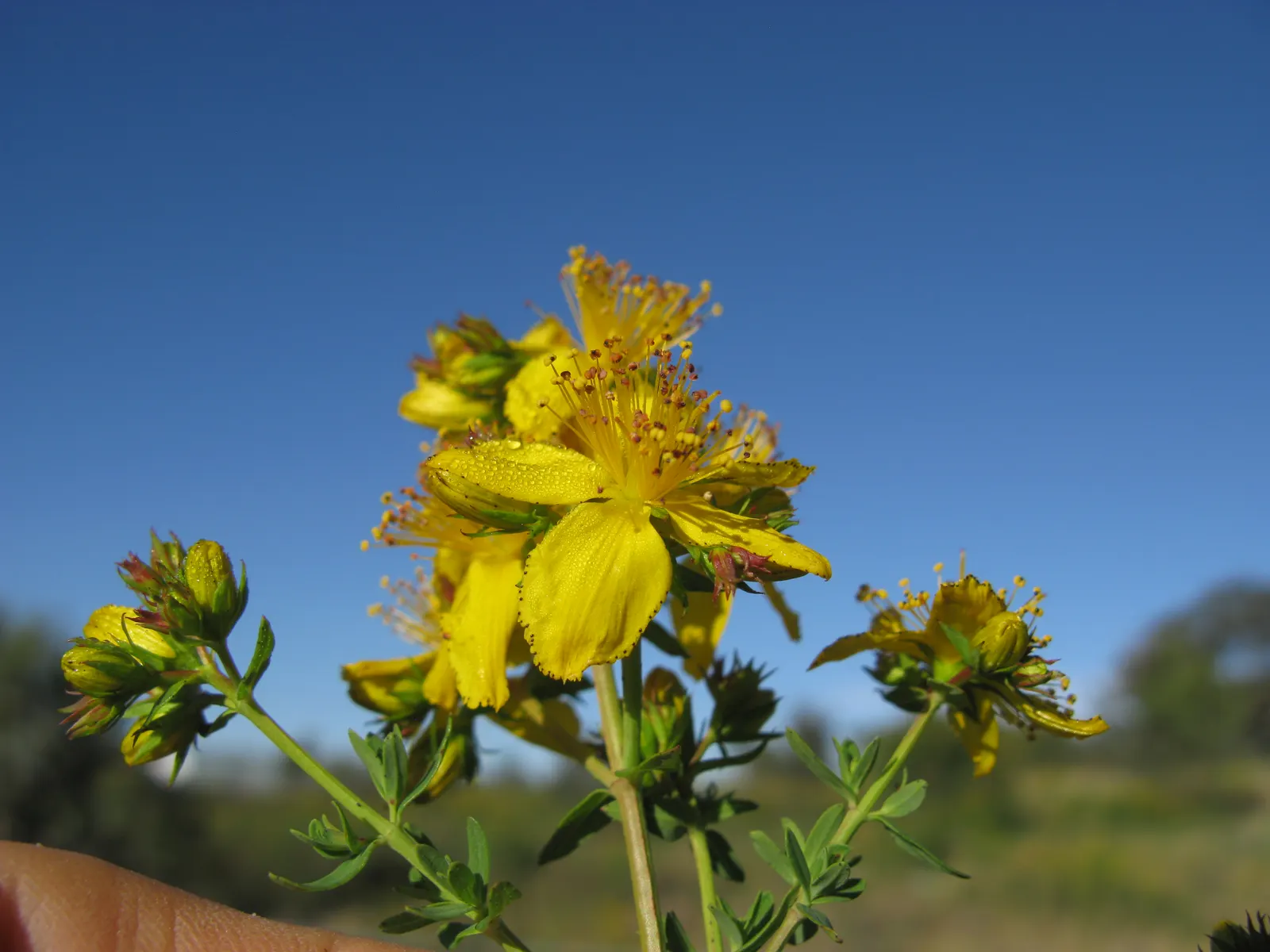 St. John's Wort (Hypericum 'Hidcote') — bright yellow flowers and dark green foliage