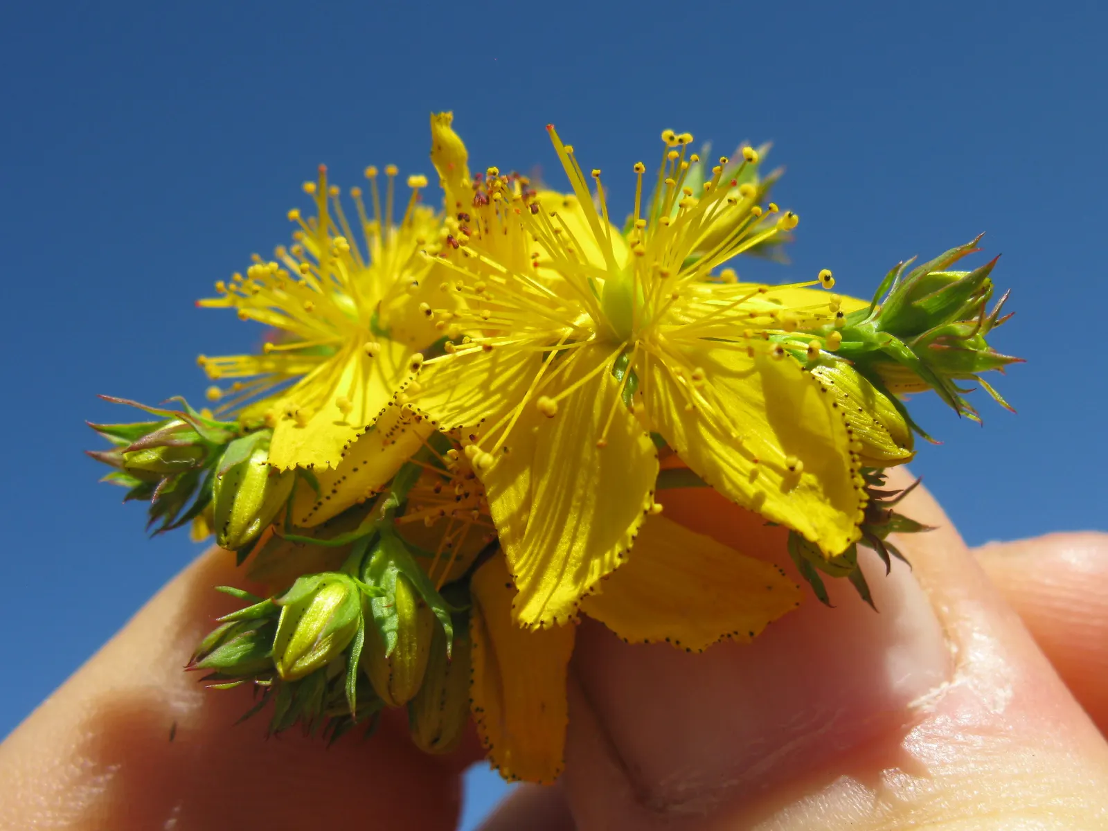 St. John's Wort (Hypericum 'Hidcote') — pruning should be done annually by removing dead or overgrown branches in early spring; is a versatile and robust