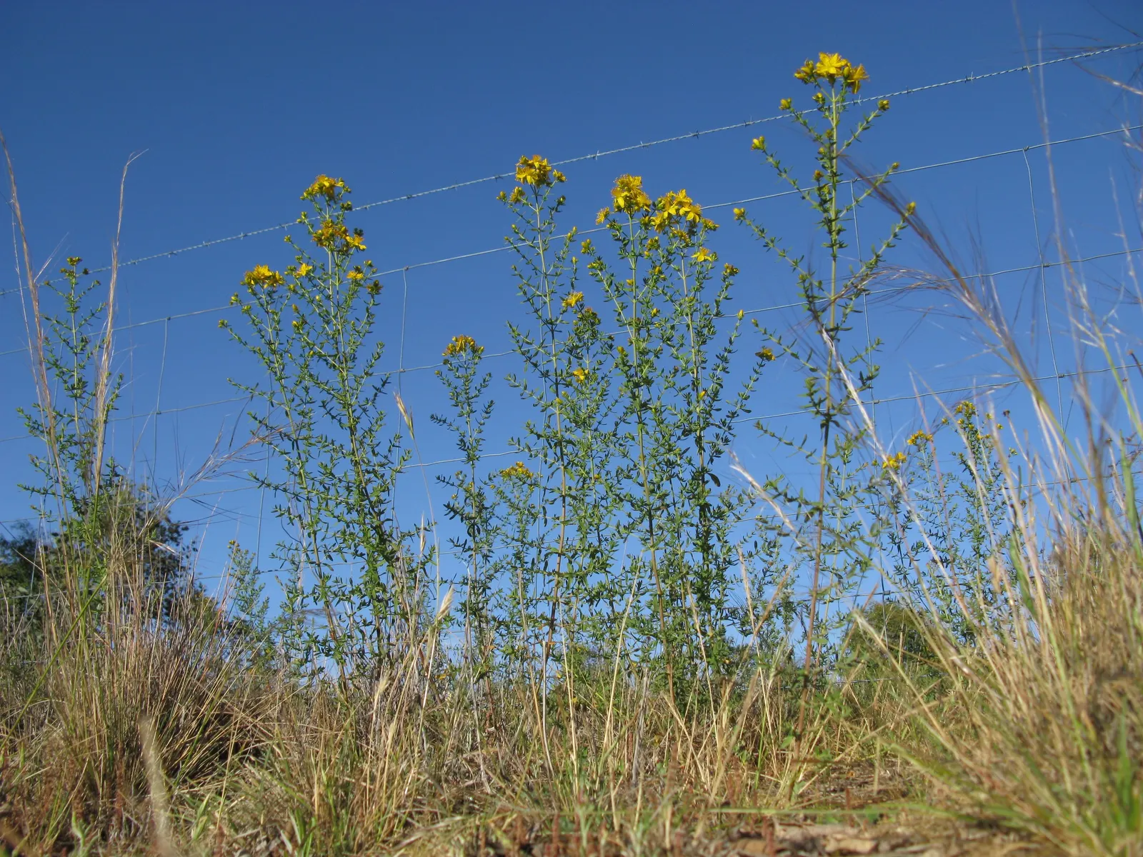 St. John's Wort (Hypericum 'Hidcote') — It matures to 3-4 feet in height and spread, with a rounded habit; shrub with yellow blooms, image 56