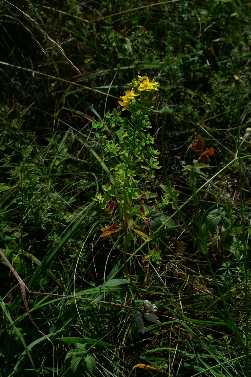 St. John's Wort (Hypericum 'Hidcote') — making it a low-maintenance option for the garden; bright yellow flowers and dark green foliage, image 101