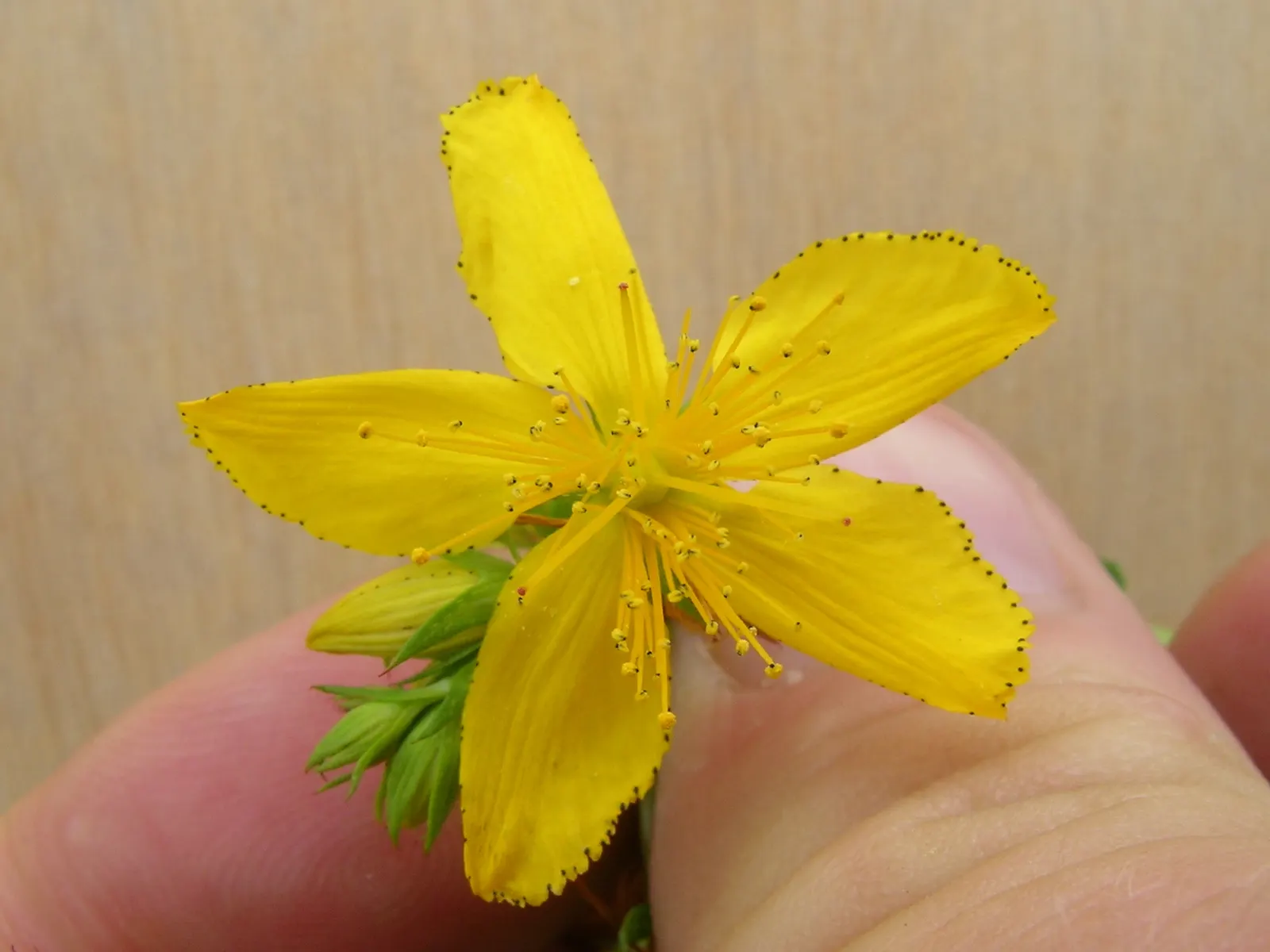 St. John's Wort (Hypericum 'Hidcote') — is a versatile and robust semi-evergreen shrub that adds a splash of vibrant color to any landscape; pruning should be