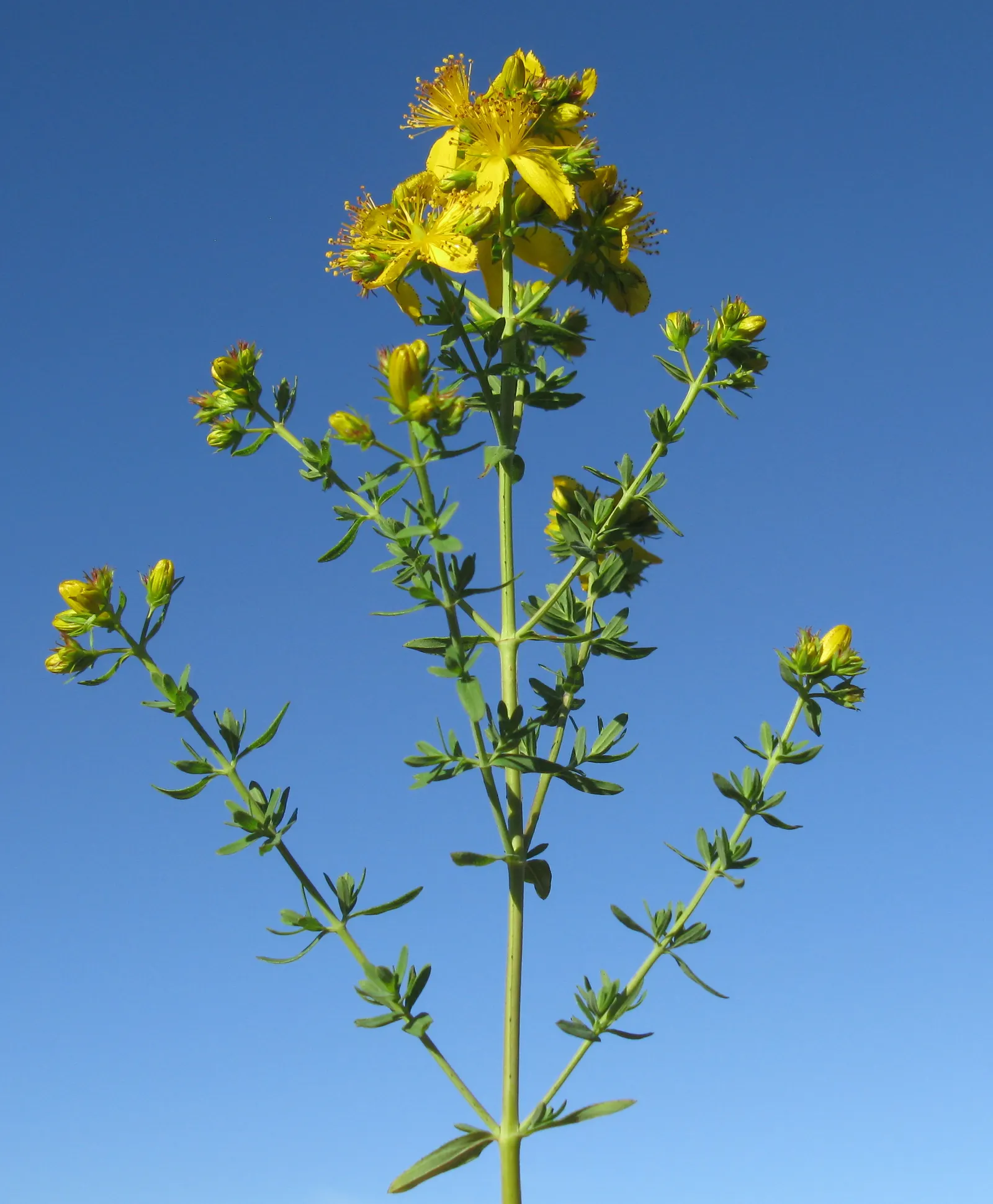 St. John's Wort (Hypericum 'Hidcote') — this plant is resilient to most pests and diseases; hardy in USDA zones 5 through 9