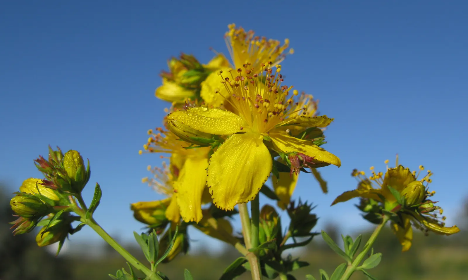 St. John's Wort (Hypericum 'Hidcote') — Its leaves are oval-shaped and dark blue-green; bushy foliage.<br><br>The plant typically reaches a height and spread