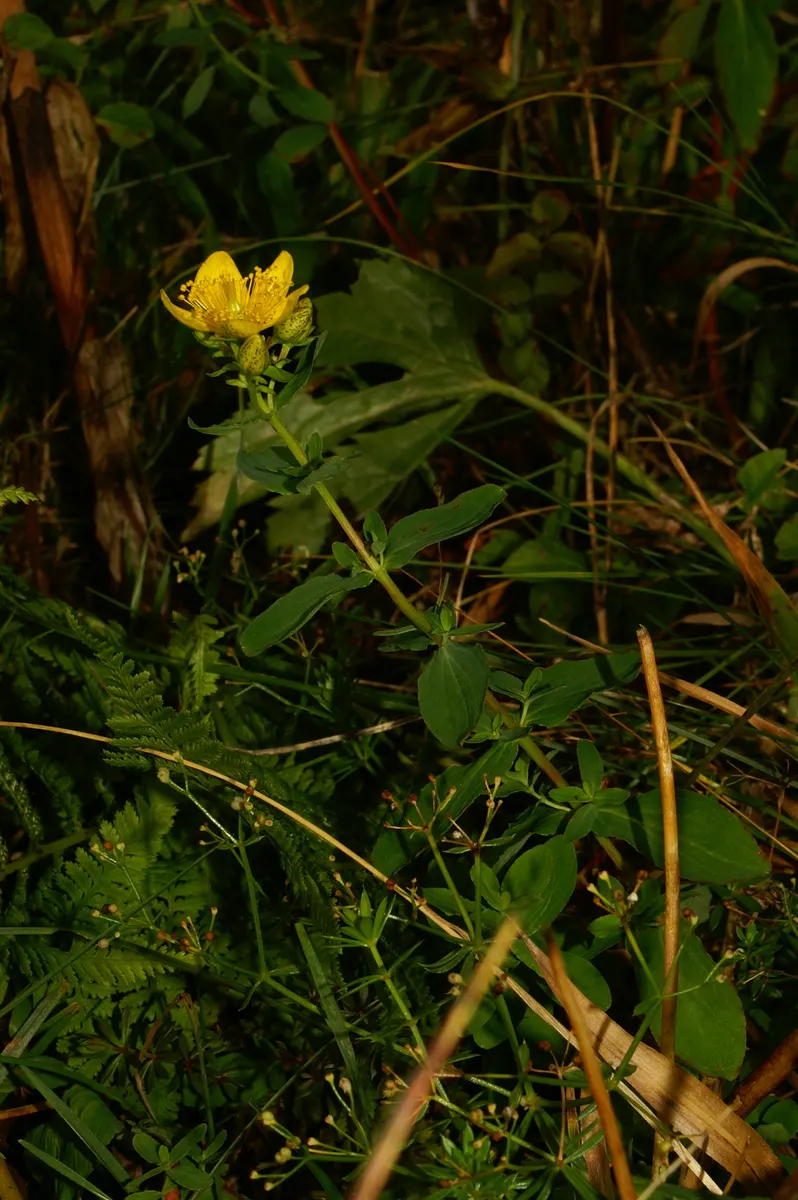 St. John's Wort (Hypericum 'Hidcote') — bushy foliage.<br><br>The plant typically reaches a height and spread of 3 to 5 feet; ideal for borders or, image 64
