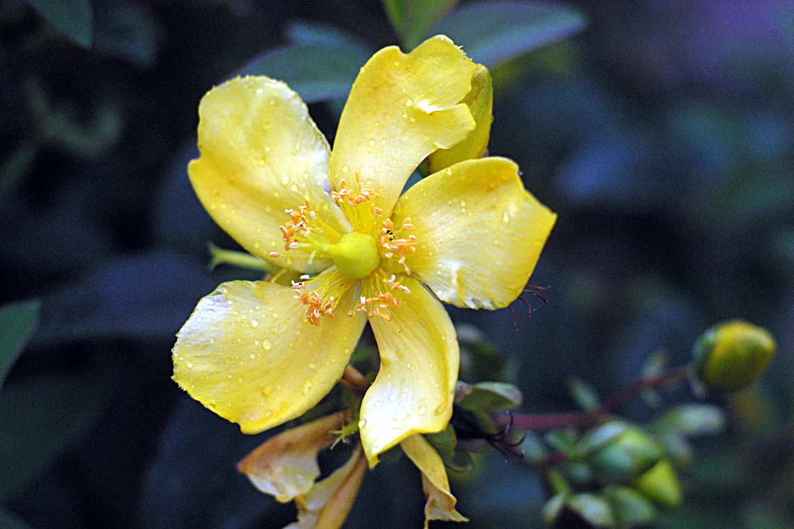 St. John's Wort (Hypericum 'Hidcote') — showing a good level of drought tolerance once established; benefits from deadheading to promote continuous, image 68