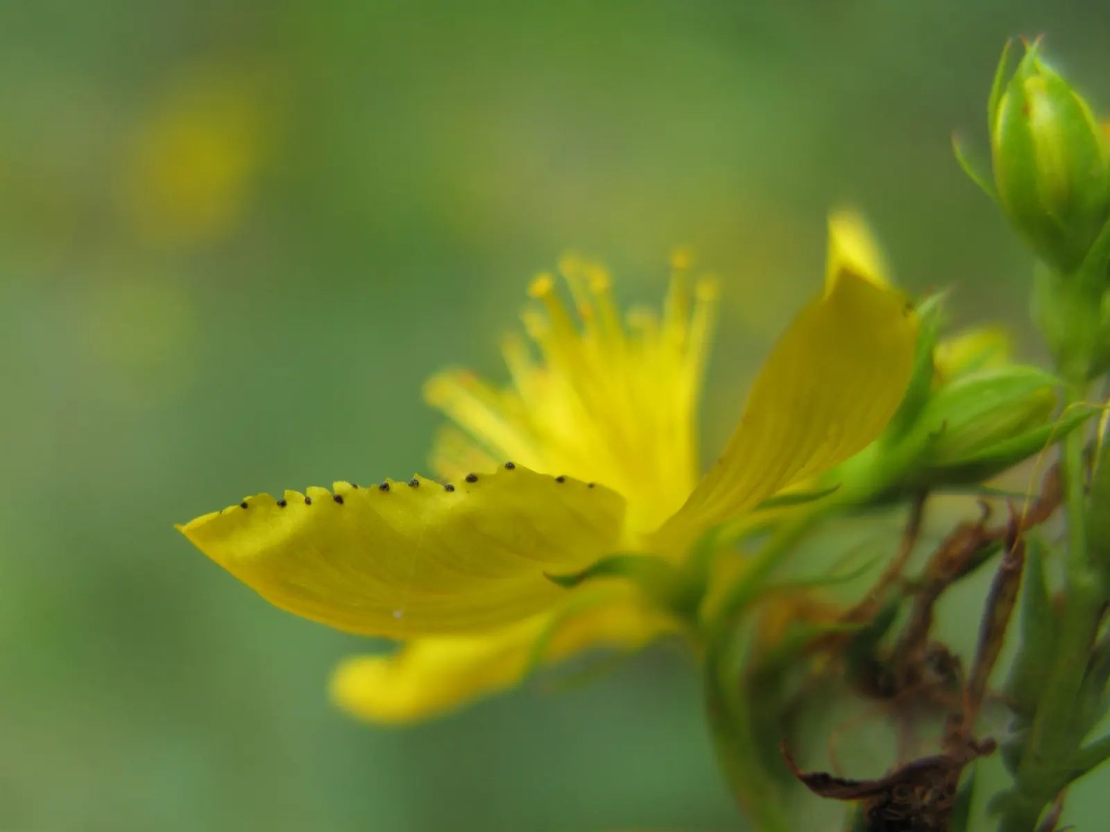 St. John's Wort (Hypericum 'Hidcote') — showing a good level of drought tolerance once established; benefits from deadheading to promote continuous, image 94