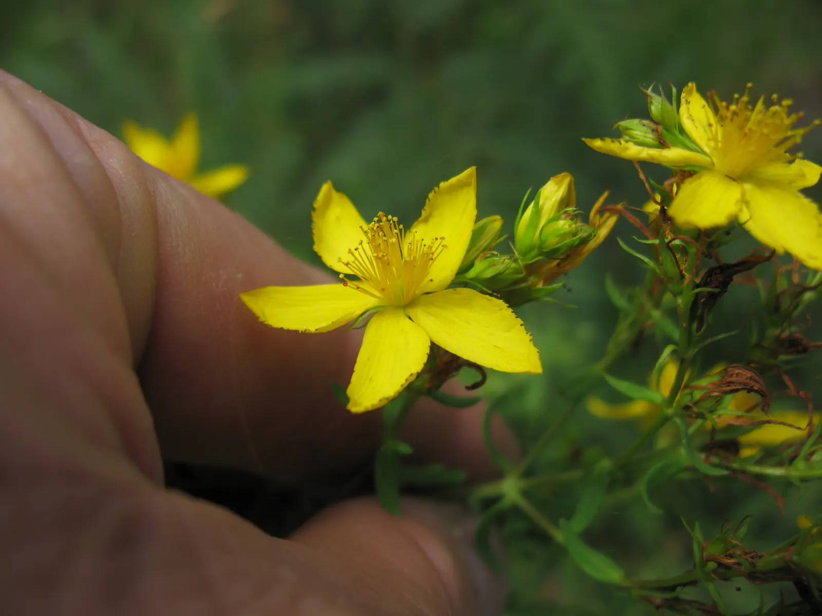 St. John's Wort (Hypericum 'Hidcote') — Ideal for borders or foundation plantings, this low-maintenance perennial thrives in full sun to part, image 55