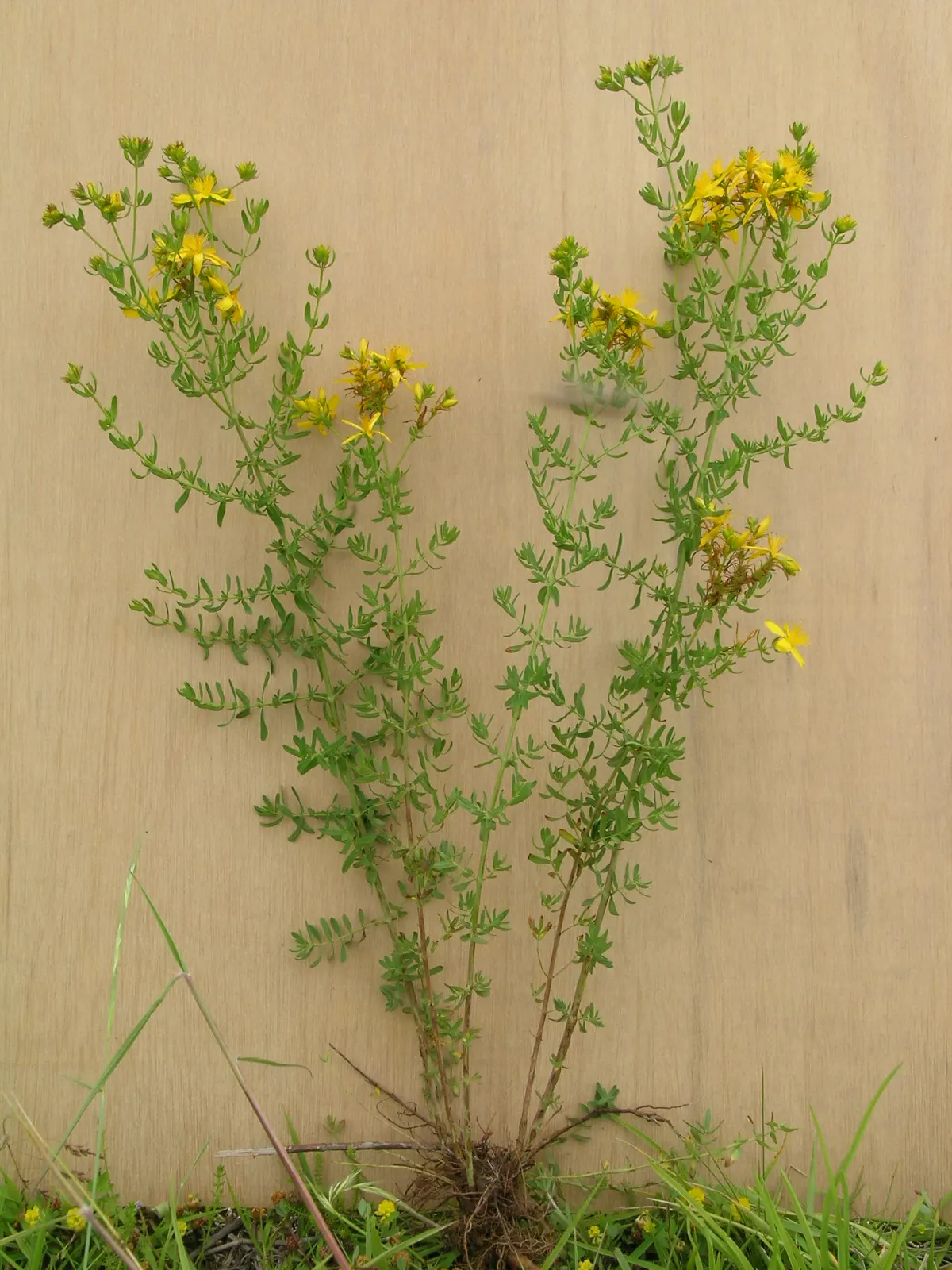 St. John's Wort (Hypericum 'Hidcote') — yellow flowers in the garden; are composed of a profusion of stamens, image 76