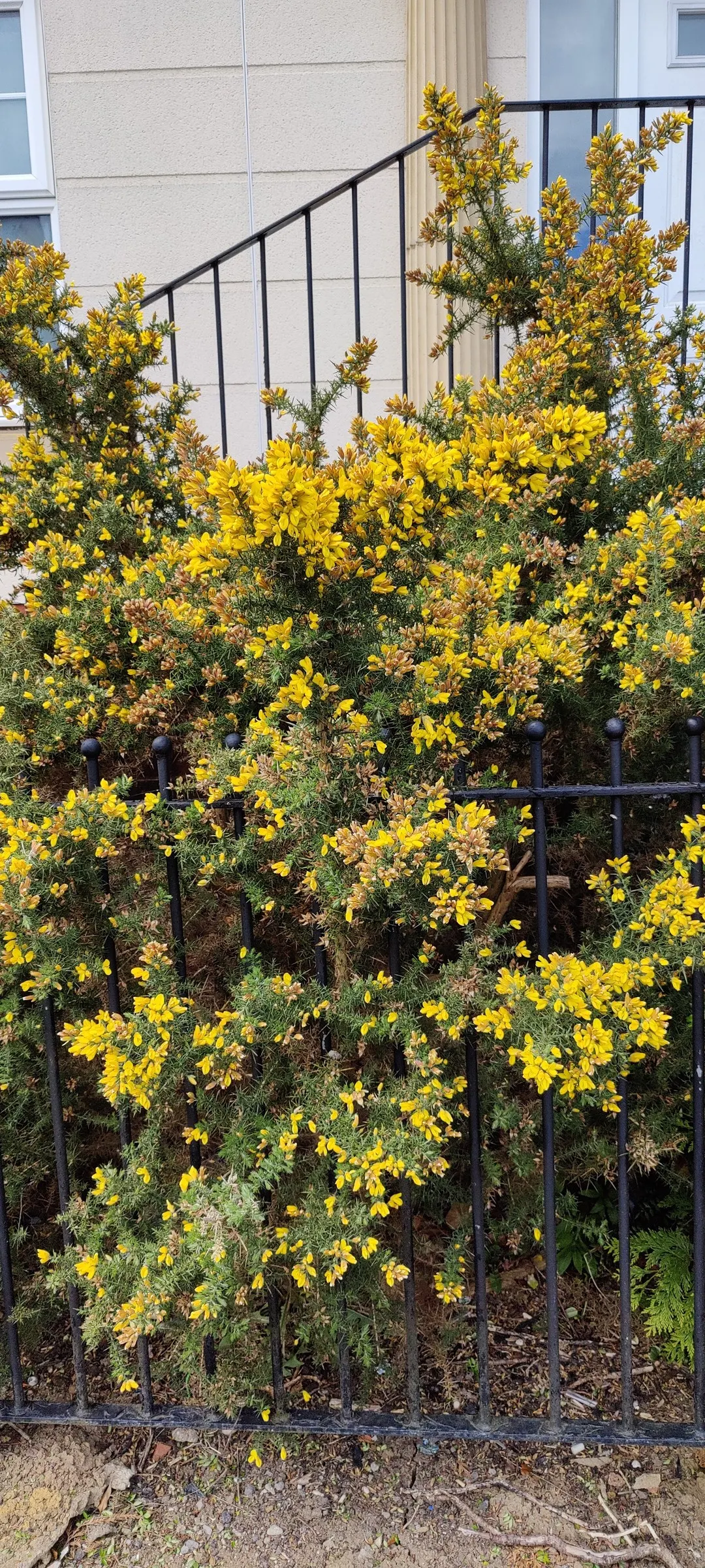 St. John's Wort (Hypericum 'Hidcote') — Benefits from deadheading to promote continuous blooms from midsummer to early fall; hypericum 'Hidcote', image 57