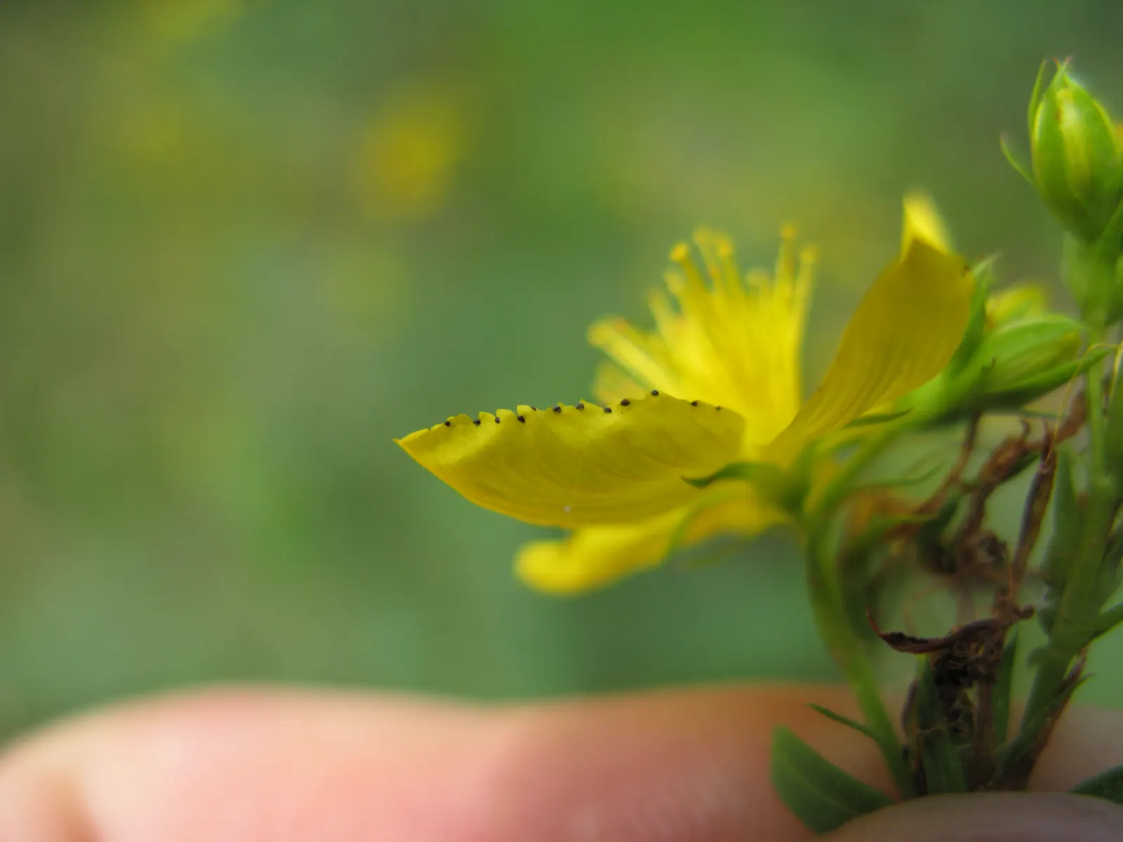 St. John's Wort (Hypericum 'Hidcote') — Hypericum 'Hidcote', commonly referred to as St; making it a suitable choice for a mid-sized border, image 110