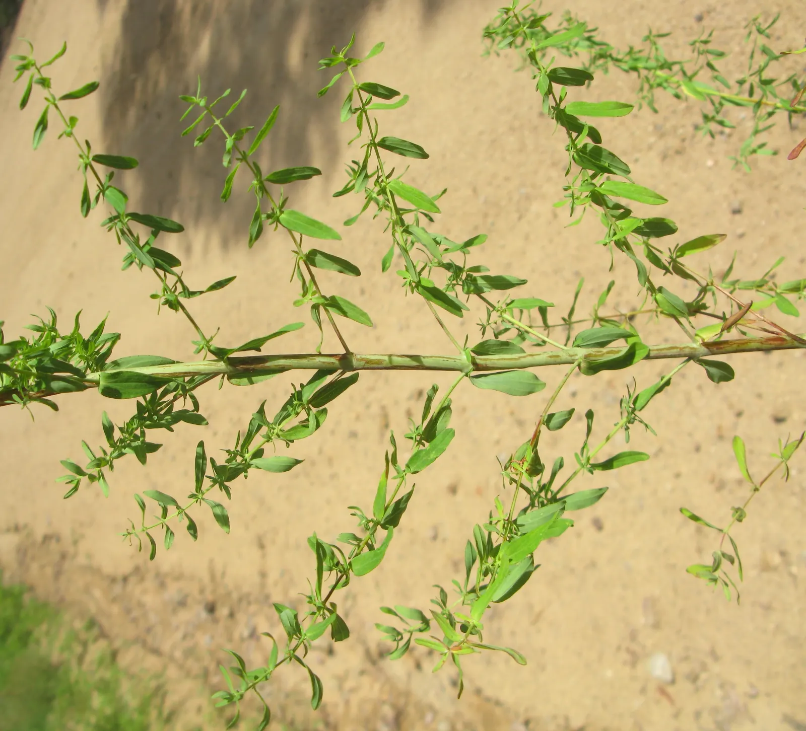 St. John's Wort (Hypericum 'Hidcote') — which can be an engaging topic for the client interested in the historical uses of their garden plants