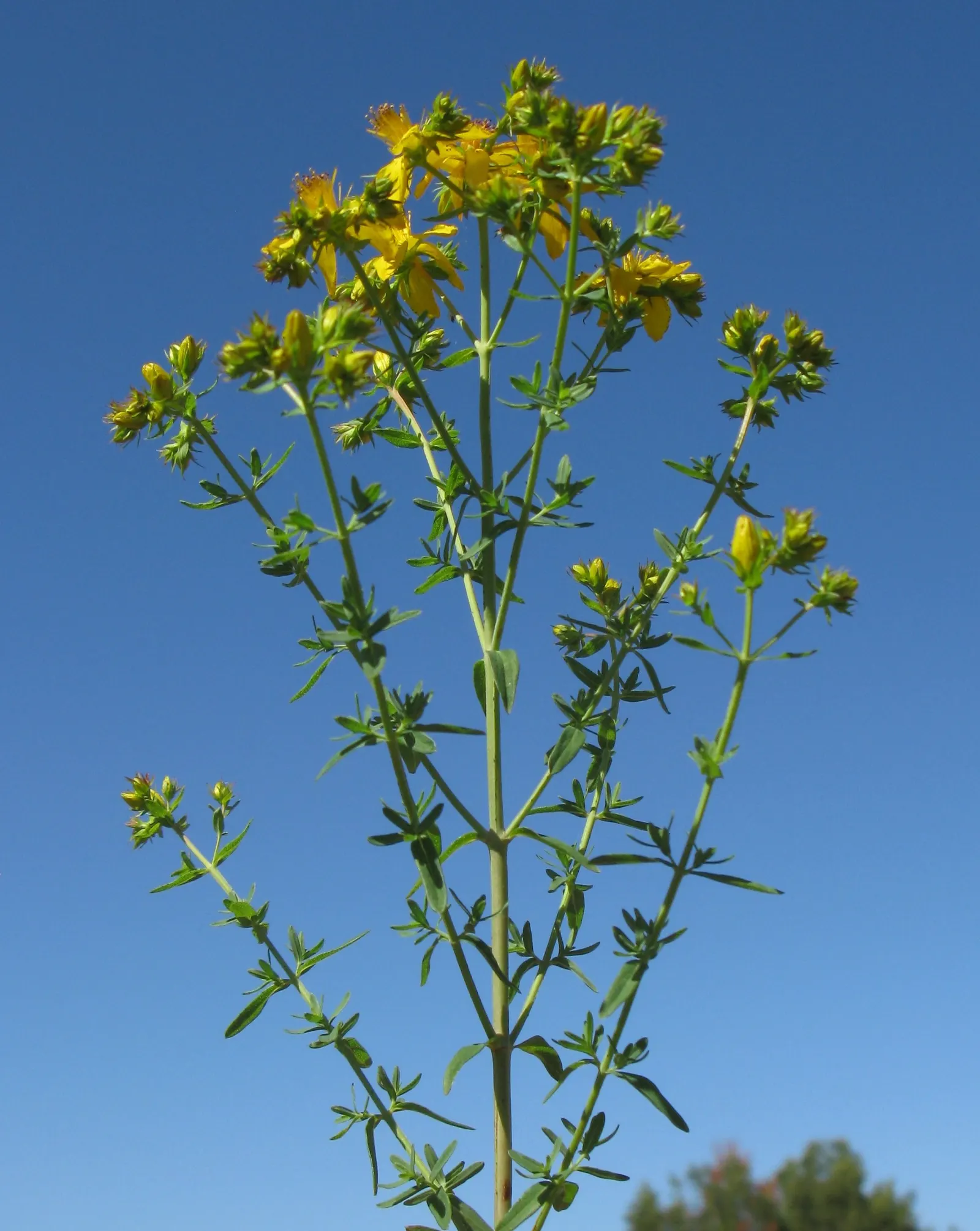 St. John's Wort (Hypericum 'Hidcote') — or as part of a mixed shrubbery display; its leaves are oval-shaped and dark blue-green, image 66
