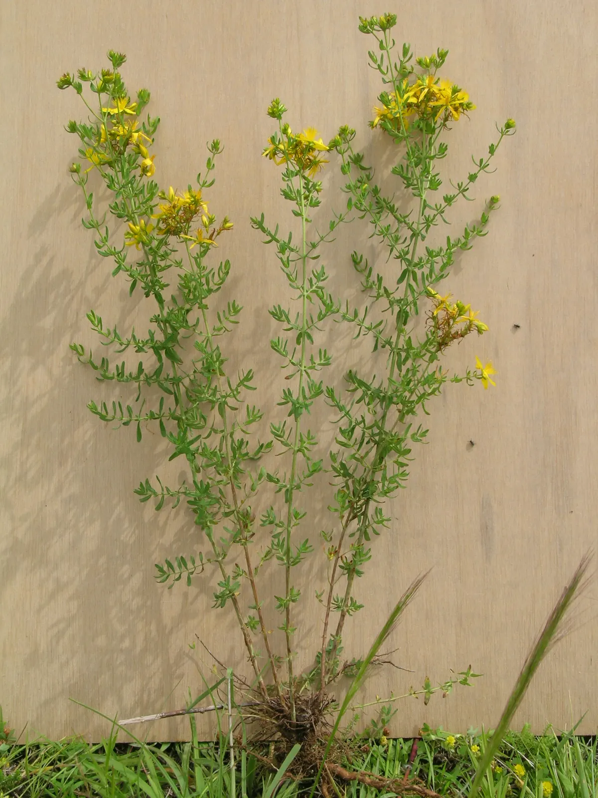 St. John's Wort (Hypericum 'Hidcote') — Its leaves are oval-shaped and dark blue-green