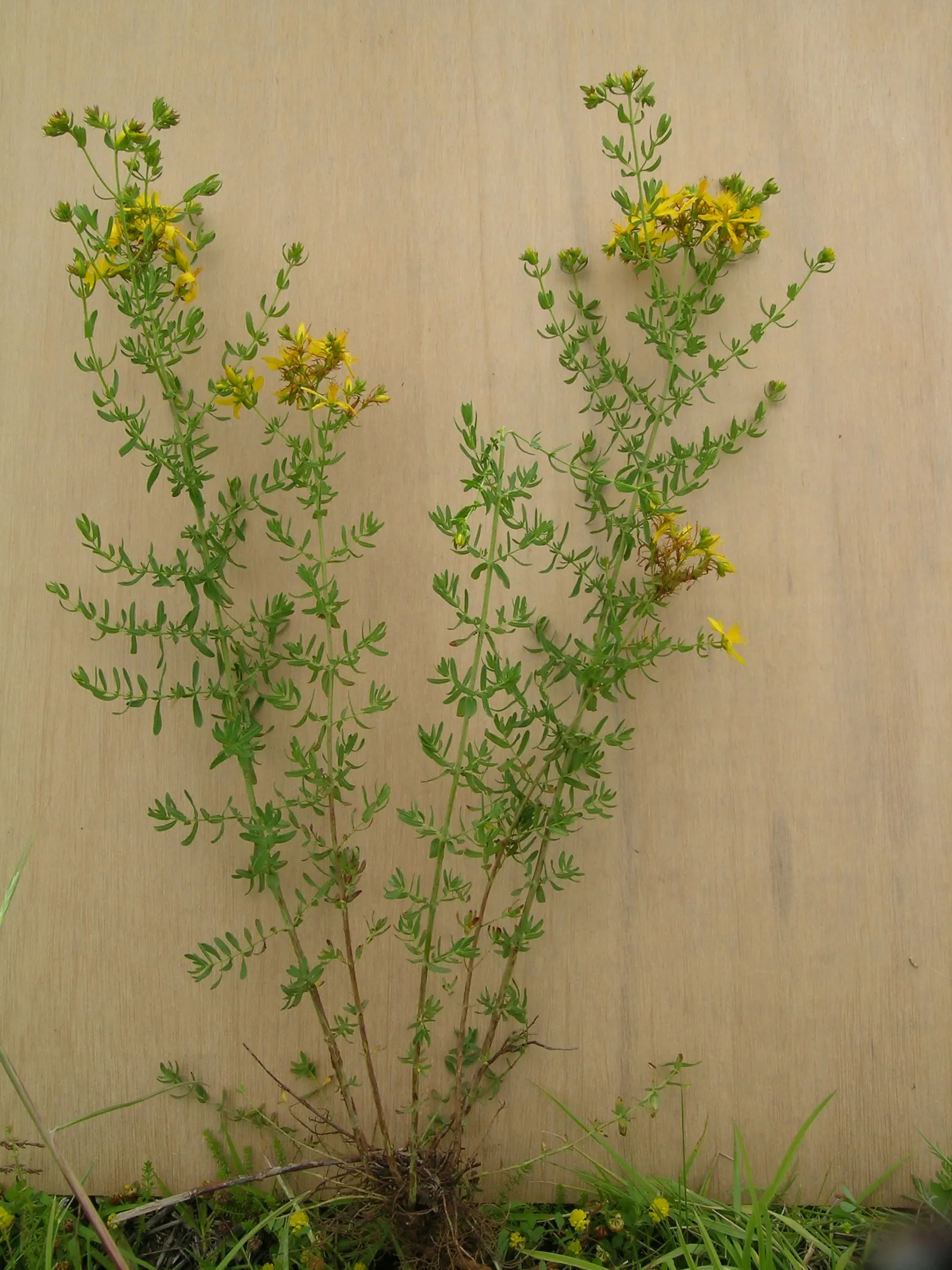 St. John's Wort (Hypericum 'Hidcote') — Hardy in USDA zones 5 through 9; or as part of a mixed shrubbery display, image 73