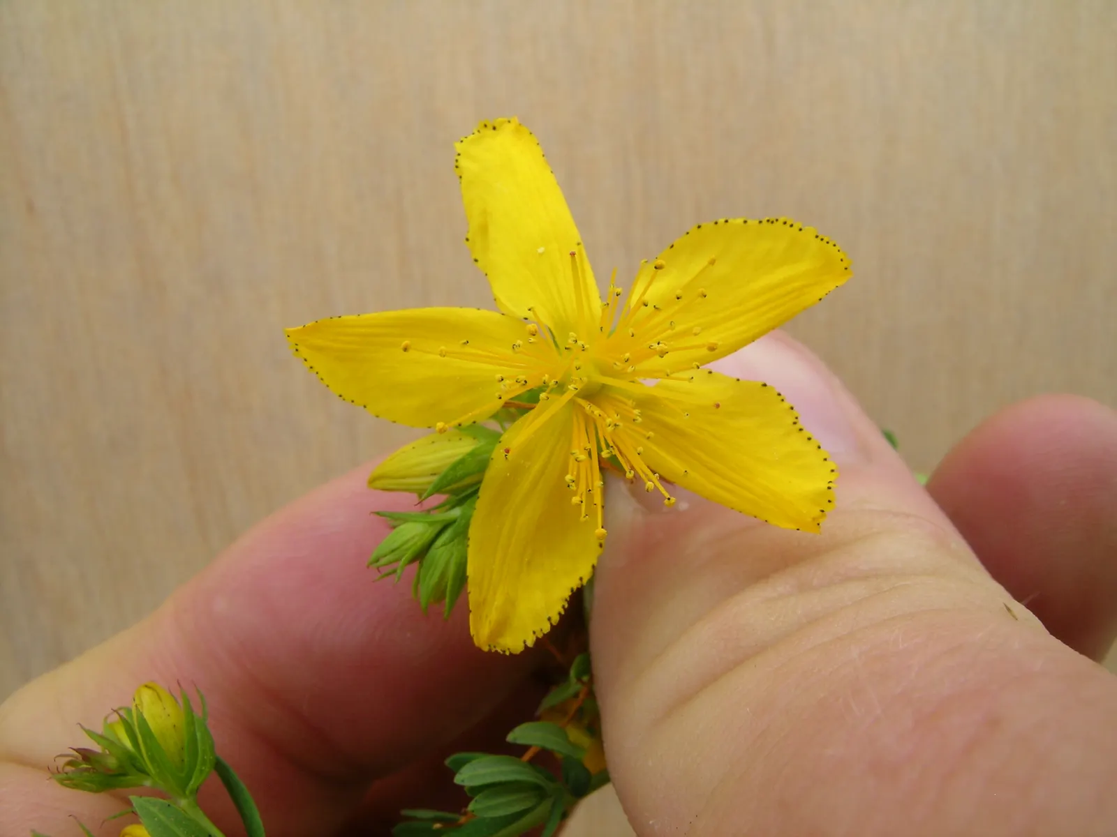 St. John's Wort (Hypericum 'Hidcote') — this plant is resilient to most pests and diseases