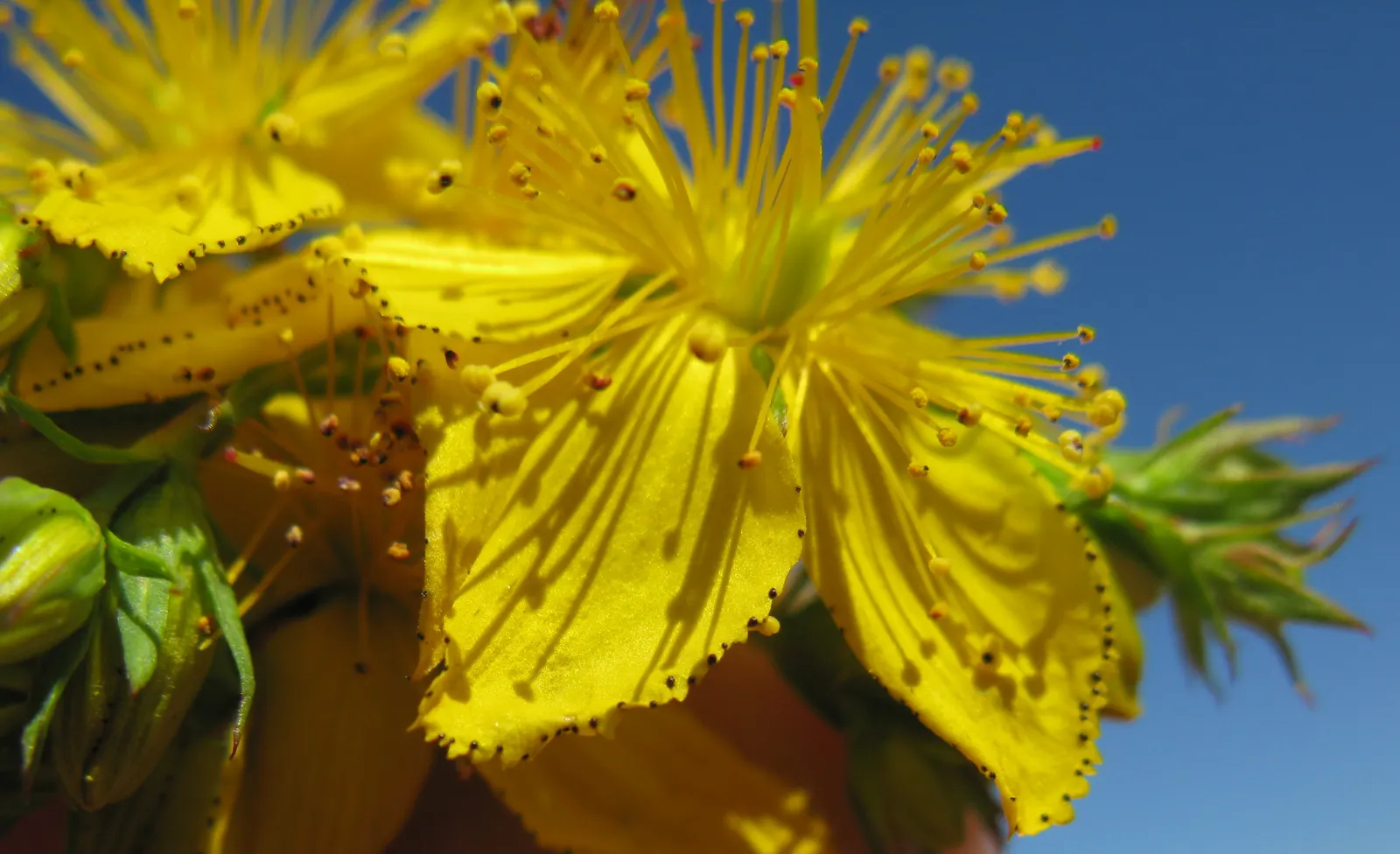 St. John's Wort (Hypericum 'Hidcote') — bushy foliage.<br><br>The plant typically reaches a height and spread of 3 to 5 feet; ideal for borders or, image 116