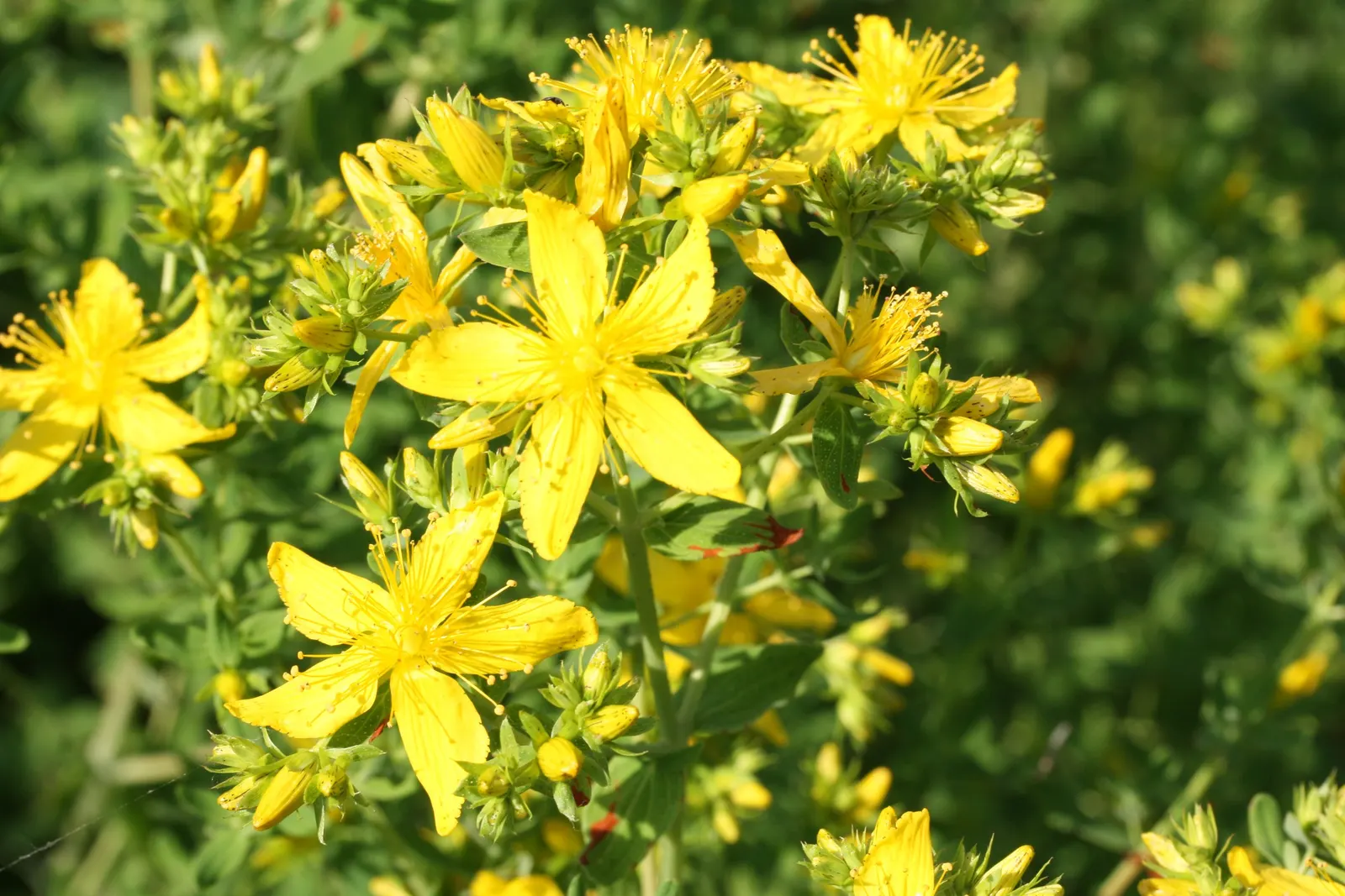 St. John's Wort (Hypericum 'Hidcote') — is a versatile and robust semi-evergreen shrub that adds a splash of vibrant color to any landscape, image 85