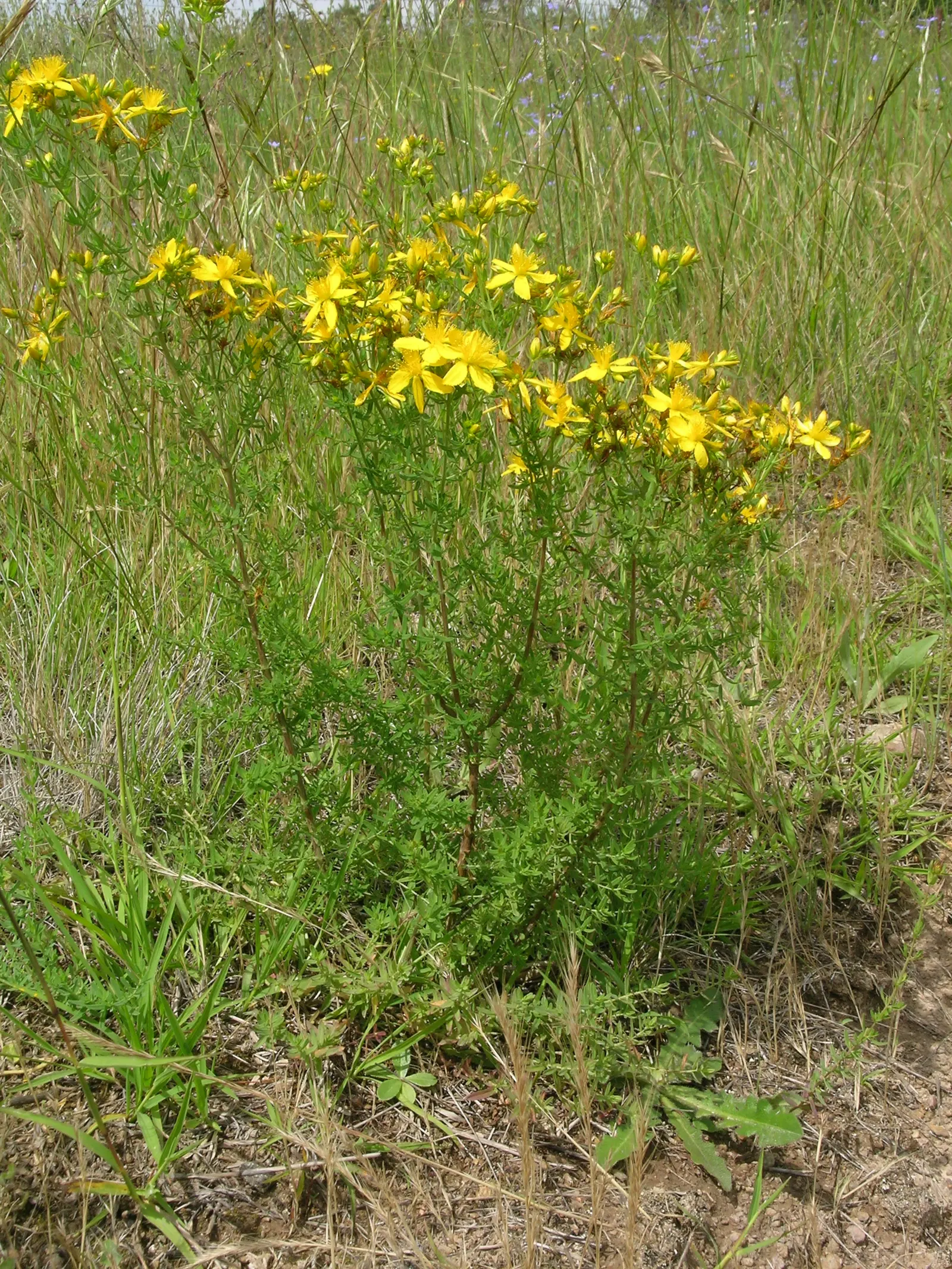 St. John's Wort (Hypericum 'Hidcote') — John's Wort prefers a position in full sun to partial shade and thrives in well-drained soil; yellow flowers in the