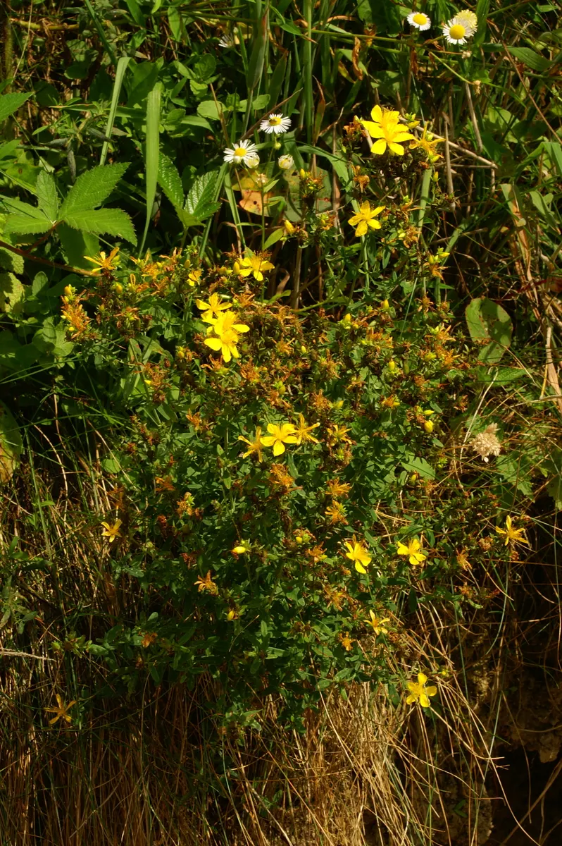 St. John's Wort (Hypericum 'Hidcote') — approximately 3 inches across; john's Wort 'Hidcote' (Hypericum 'Hidcote') is a versatile shrub known for, image 112