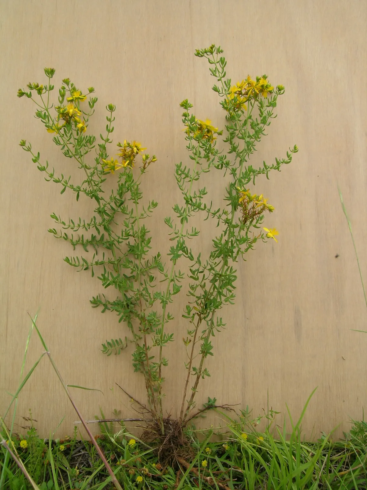 St. John's Wort (Hypericum 'Hidcote') — creating a conspicuous starburst effect; john's Wort prefers a position in full sun to partial shade and thrives in