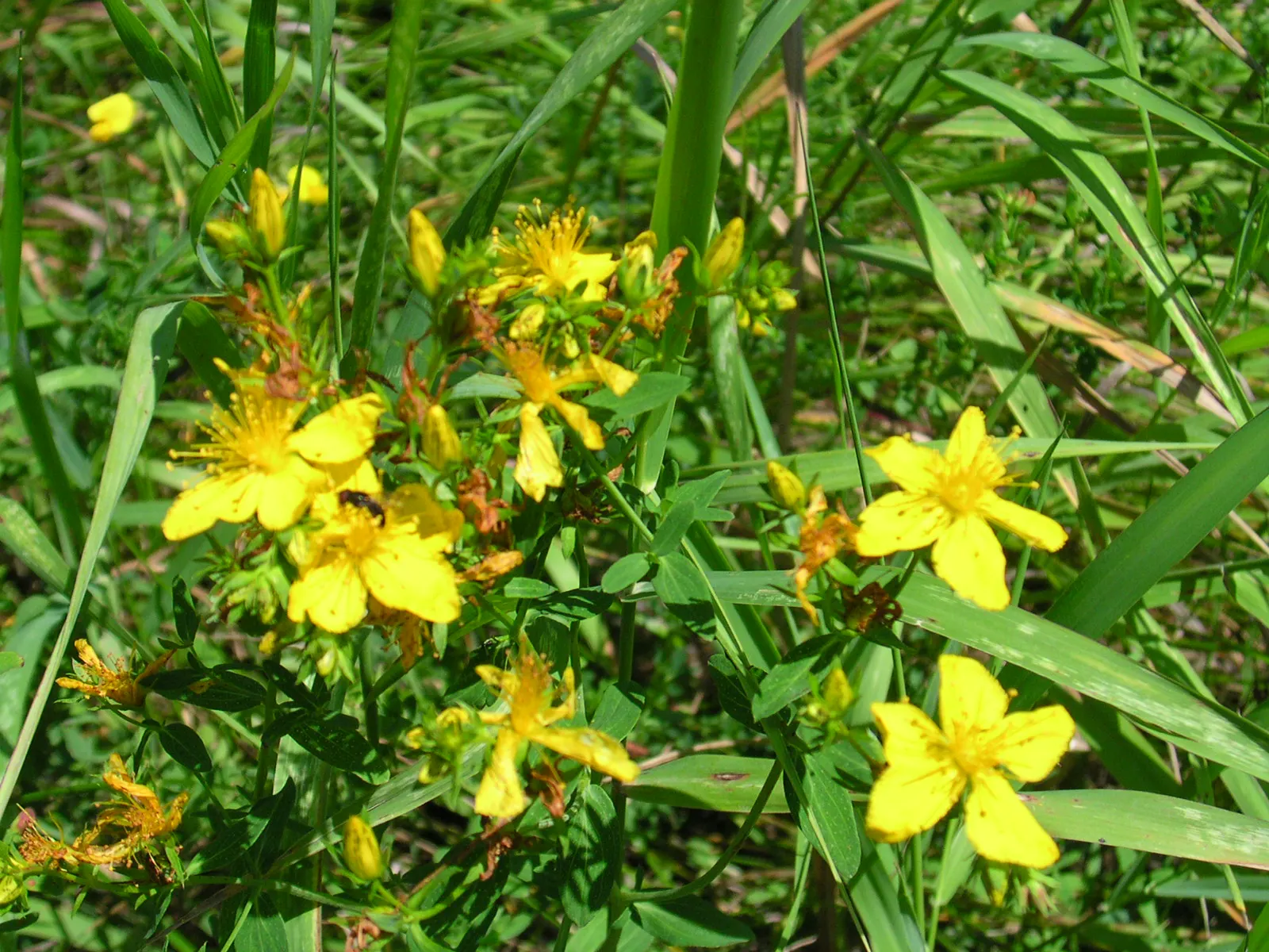 St. John's Wort (Hypericum 'Hidcote') — making it a suitable choice for a mid-sized border; creating a conspicuous starburst effect, image 65