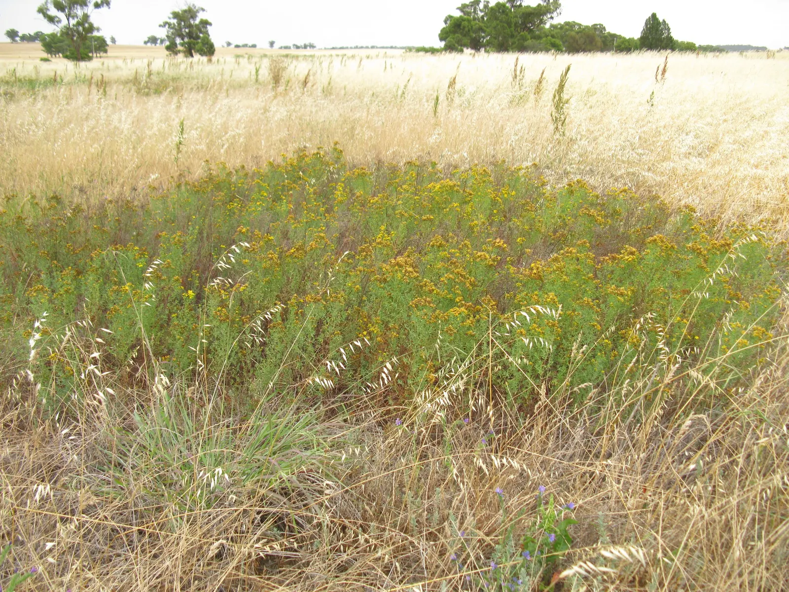 St. John's Wort (Hypericum 'Hidcote') — John's Wort prefers a position in full sun to partial shade and thrives in well-drained soil