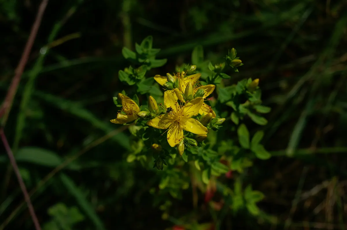 St. John's Wort (Hypericum 'Hidcote') — set against a backdrop of dense; this plant is resilient to most pests and diseases, image 89