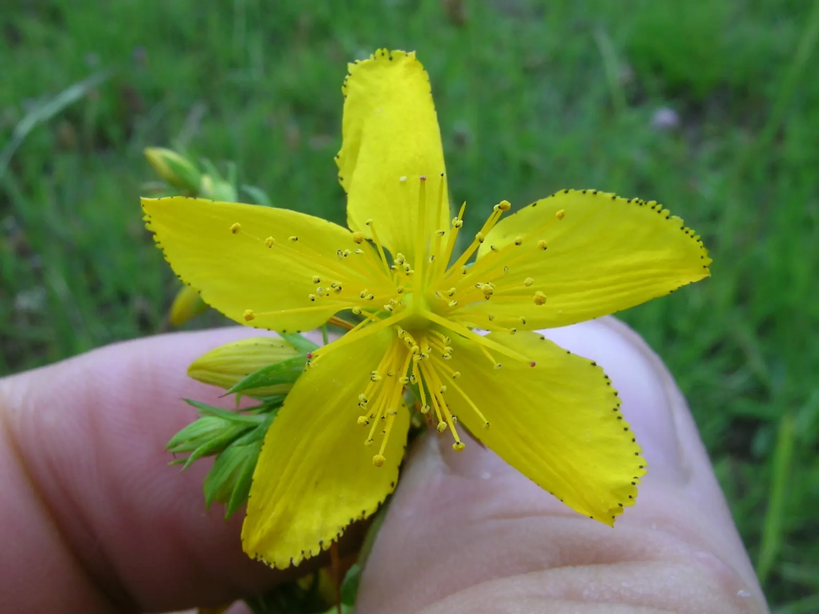 St. John's Wort (Hypericum 'Hidcote') — bright yellow flowers and dark green foliage; set against a backdrop of dense, image 106