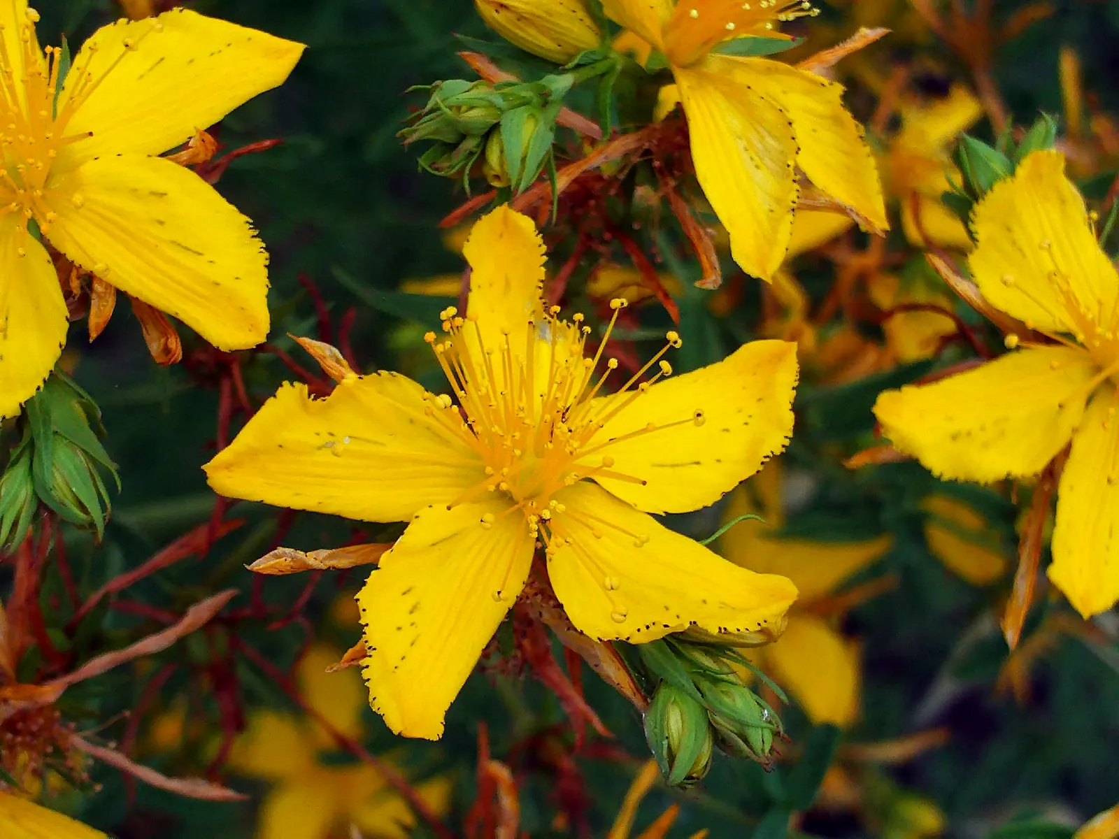 St. John's Wort (Hypericum 'Hidcote') — making it a suitable choice for a mid-sized border; creating a conspicuous starburst effect, image 91