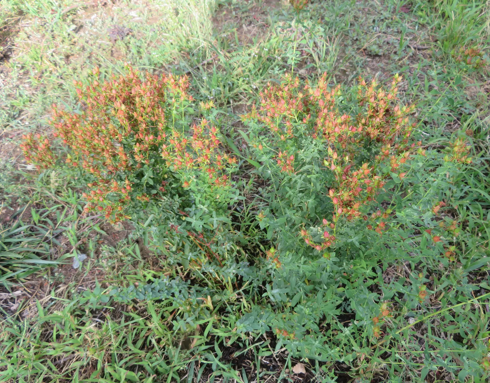 St. John's Wort (Hypericum 'Hidcote') — yellow flowers in the garden; are composed of a profusion of stamens, image 102