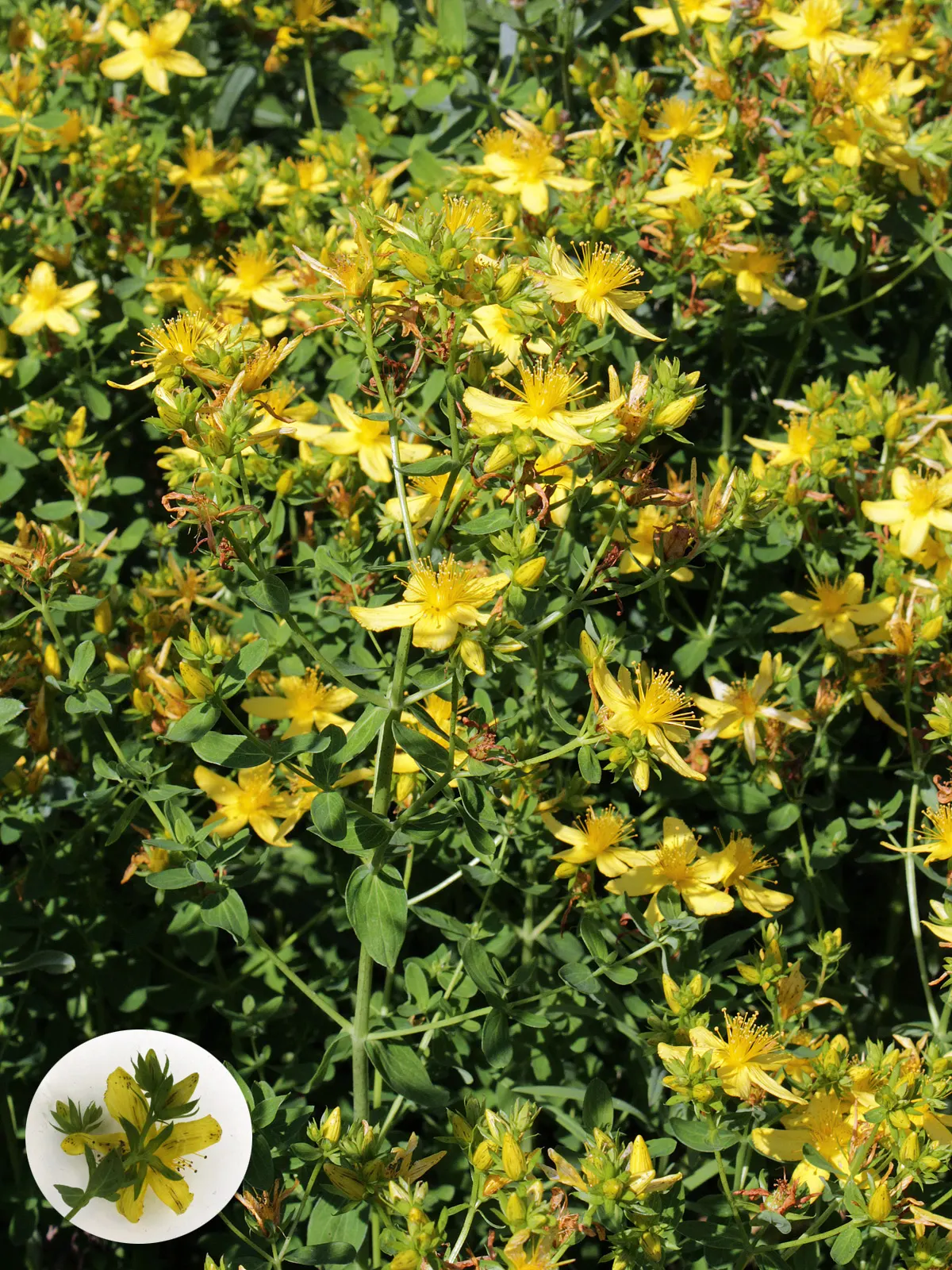 St. John's Wort (Hypericum 'Hidcote') — pruning should be done annually by removing dead or overgrown branches in early spring