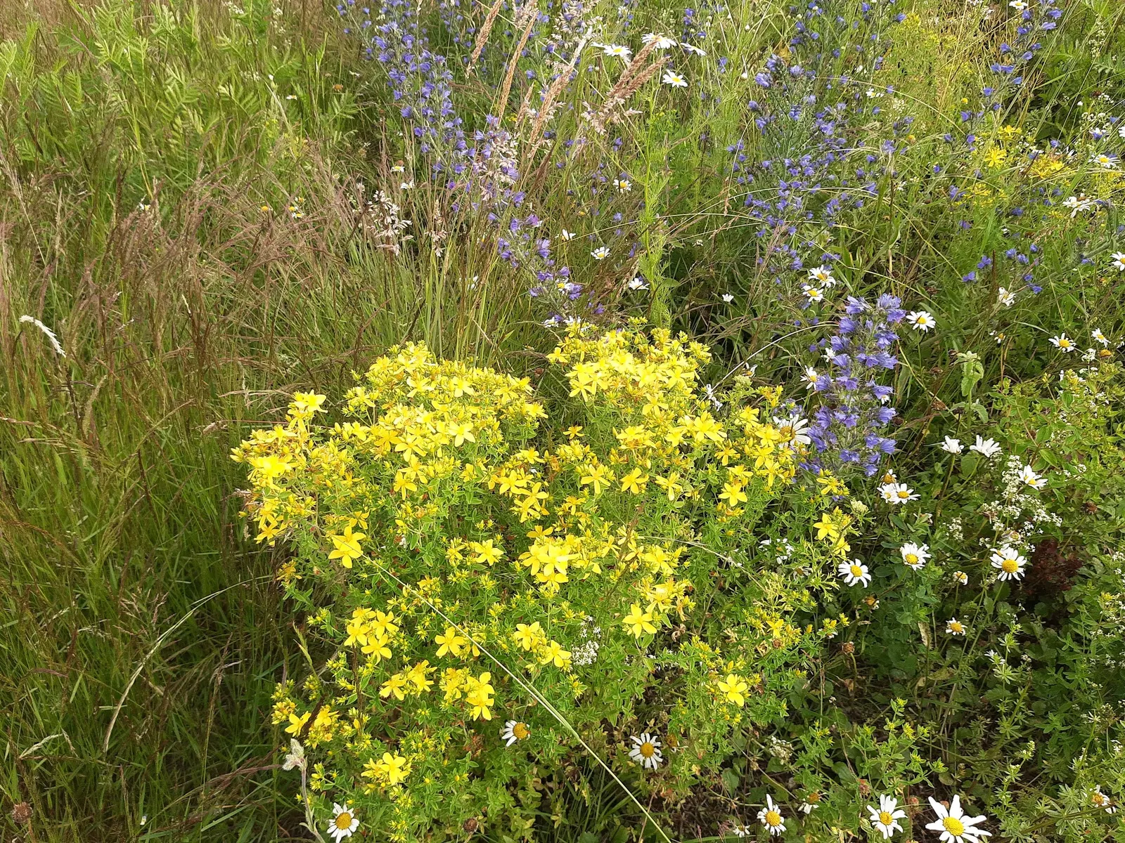 St. John's Wort (Hypericum 'Hidcote') — or as part of a mixed shrubbery display; its leaves are oval-shaped and dark blue-green, image 92