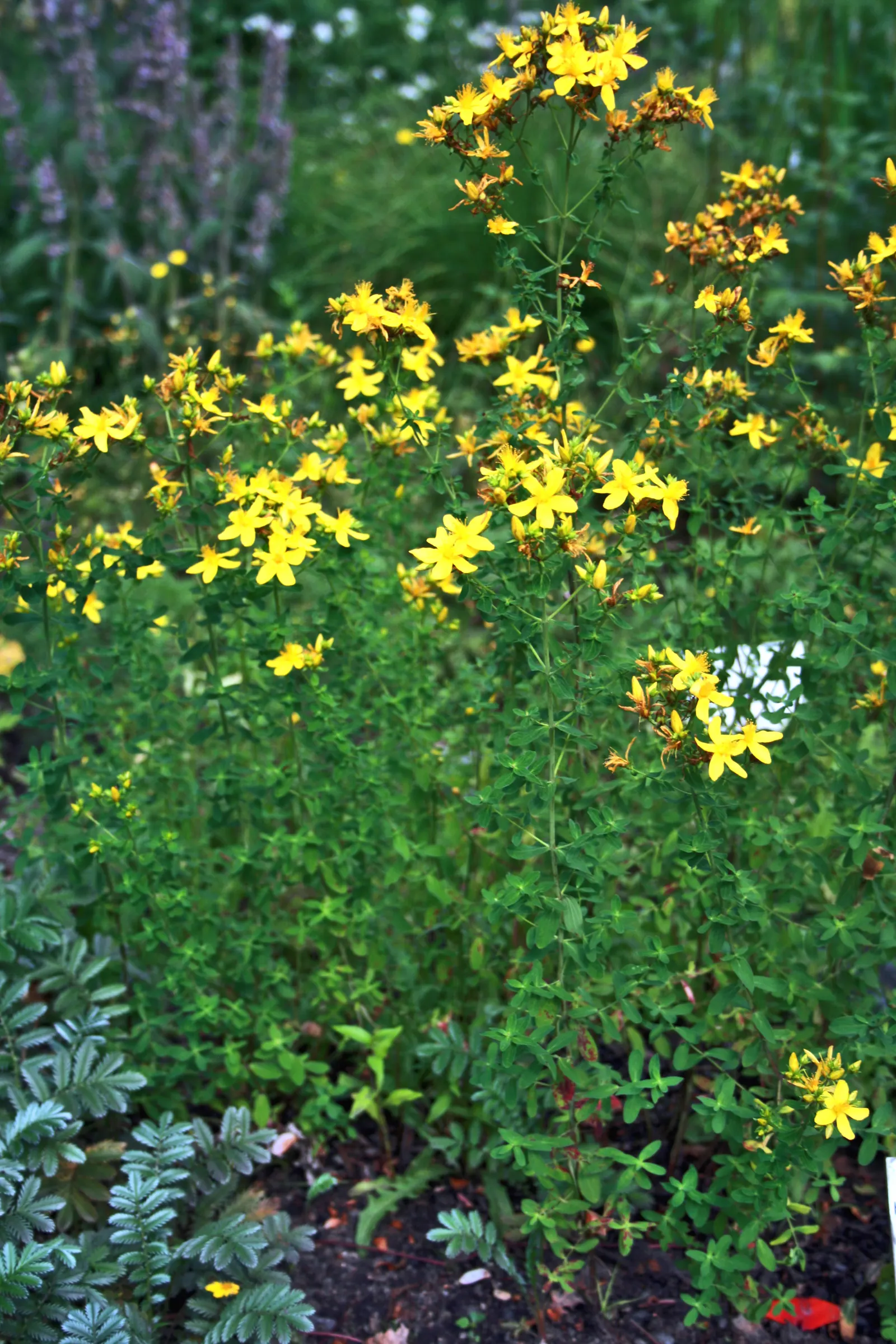 St. John's Wort (Hypericum 'Hidcote') — John's Wort prefers a position in full sun to partial shade and thrives in well-drained soil; yellow, image 93