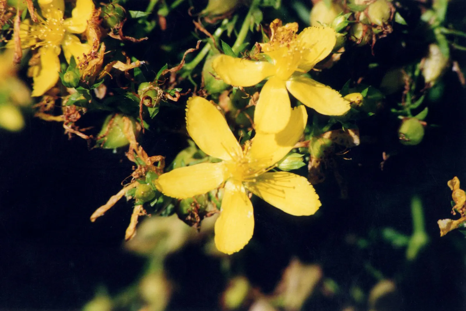 St. John's Wort (Hypericum 'Hidcote') — bright yellow flowers and dark green foliage; set against a backdrop of dense