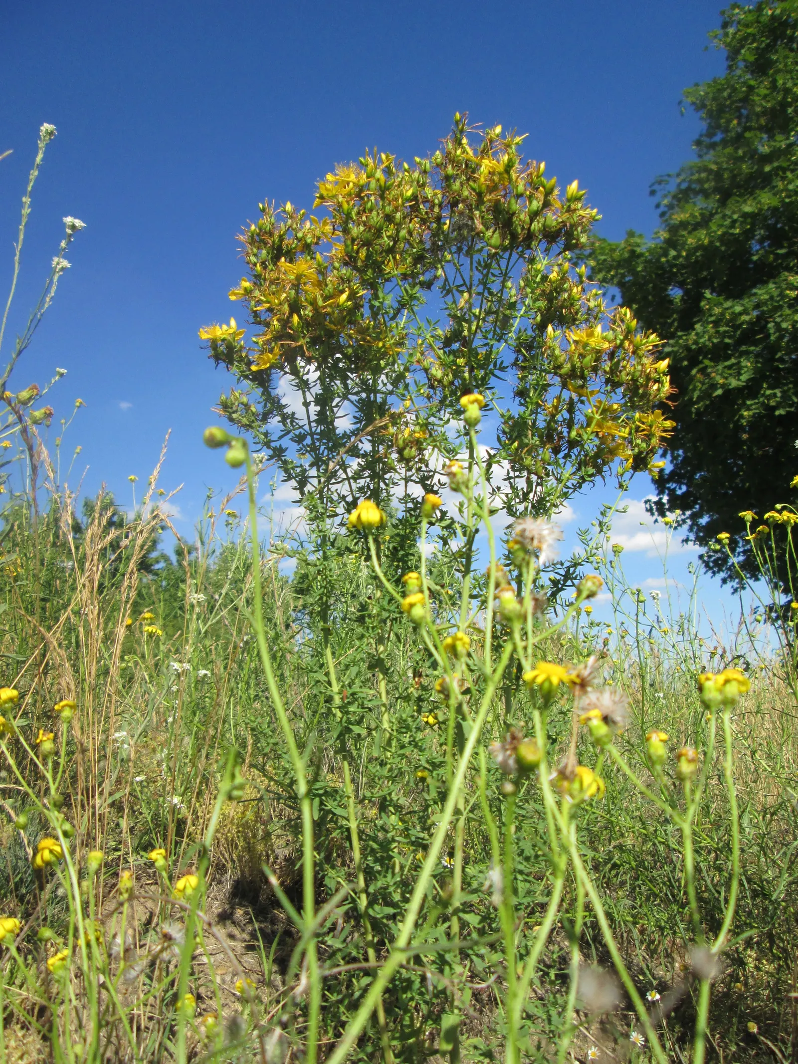 St. John's Wort (Hypericum 'Hidcote') — making it a low-maintenance option for the garden