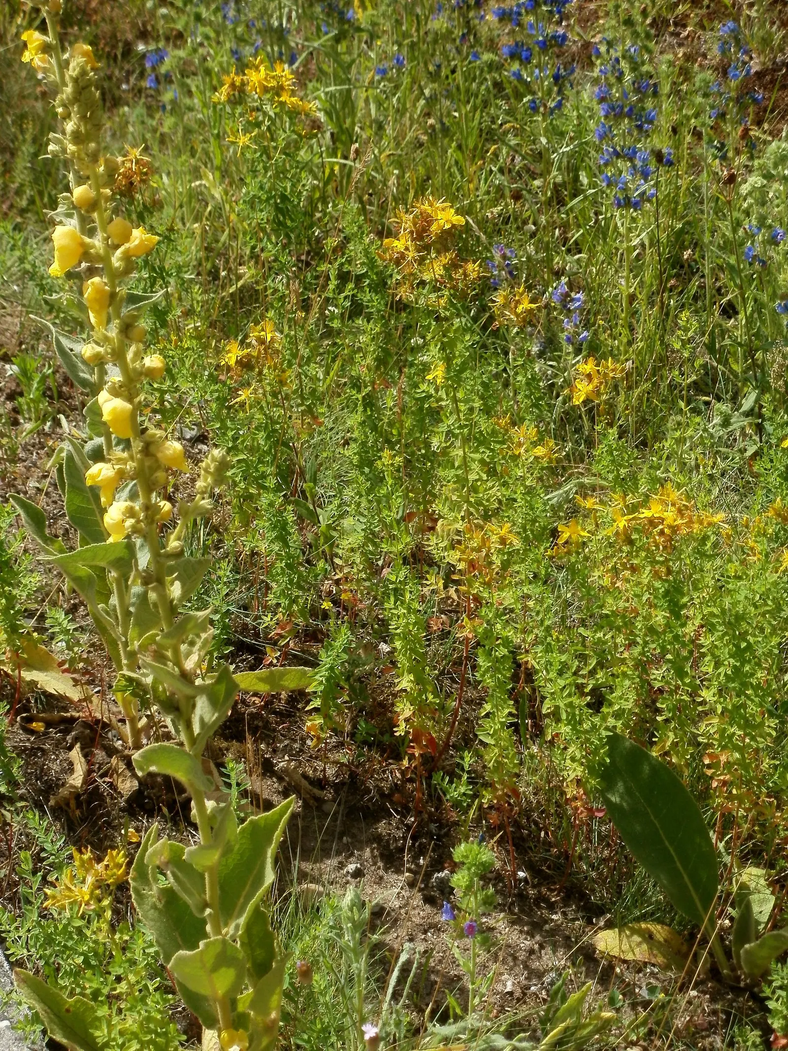 St. John's Wort (Hypericum 'Hidcote') — creating a conspicuous starburst effect; john's Wort prefers a position in full sun to partial shade and, image 114